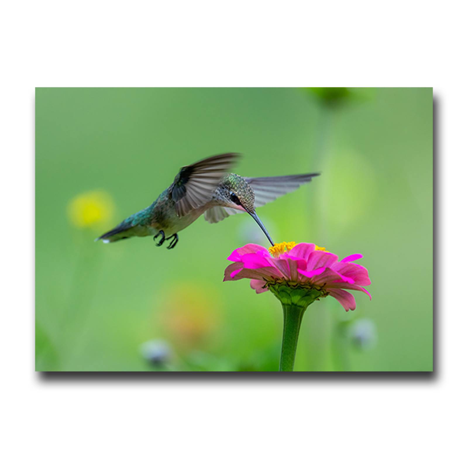 Cuadro Decorativo Canvas Ave Colibrí  60 X 40 cm #22