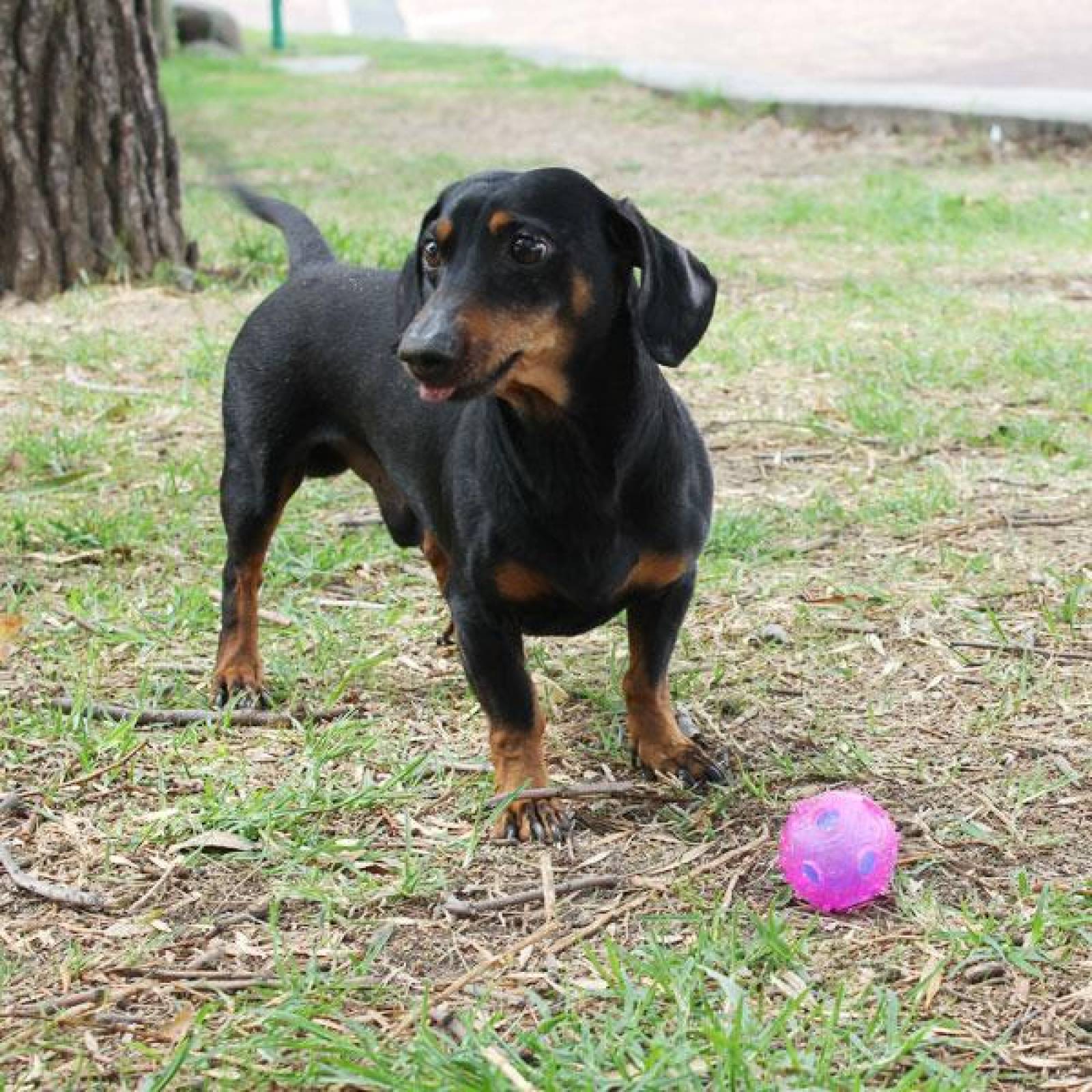 Pelota para Perro con Bordes Estimulantes, Favorece limpieza Bucal, Anti Estrés, No Tóxico 