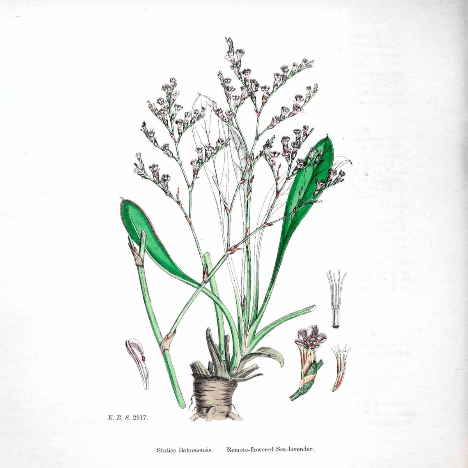 The Shaving Co Kit X 3 Crema Para Afeitar 