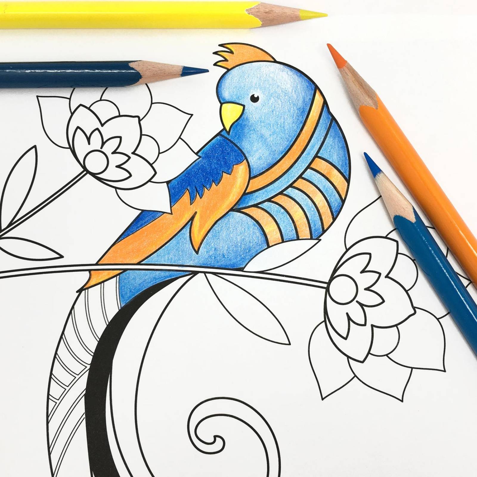 Blocks Para Colorear Flora y Aves incluyen 36 Lápices de Colores 