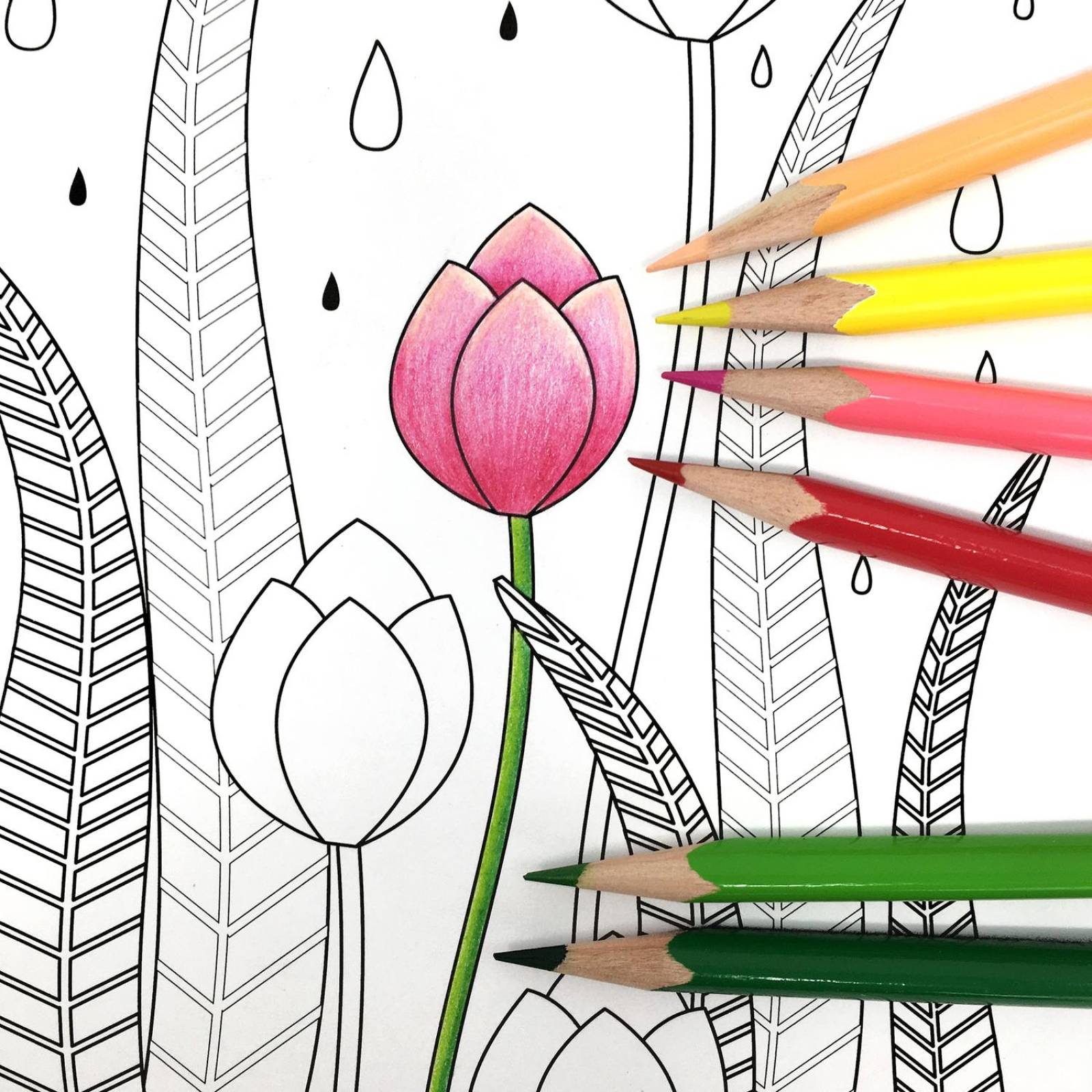 Blocks Para Colorear Flora y Aves incluyen 36 Lápices de Colores 