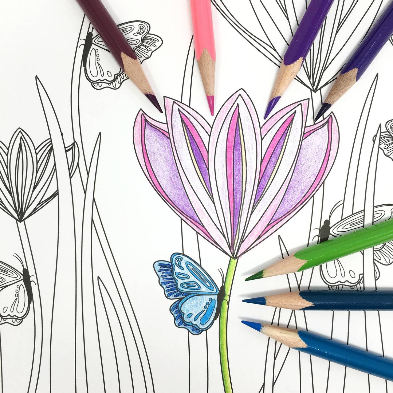 Blocks Para Colorear Flora y Aves incluyen 36 Lápices de Colores 
