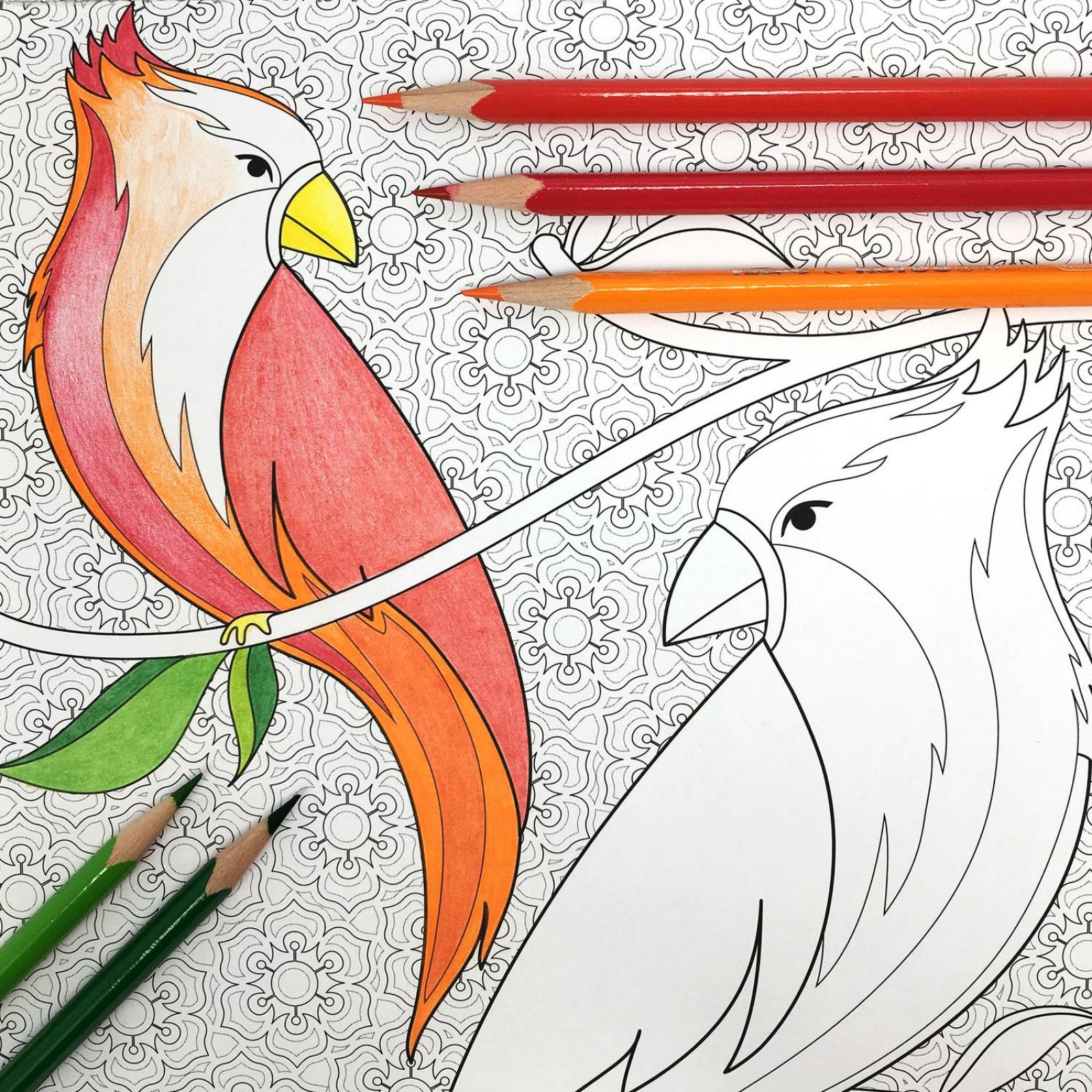 Blocks Para Colorear Flora y Aves incluyen 36 Lápices de Colores 