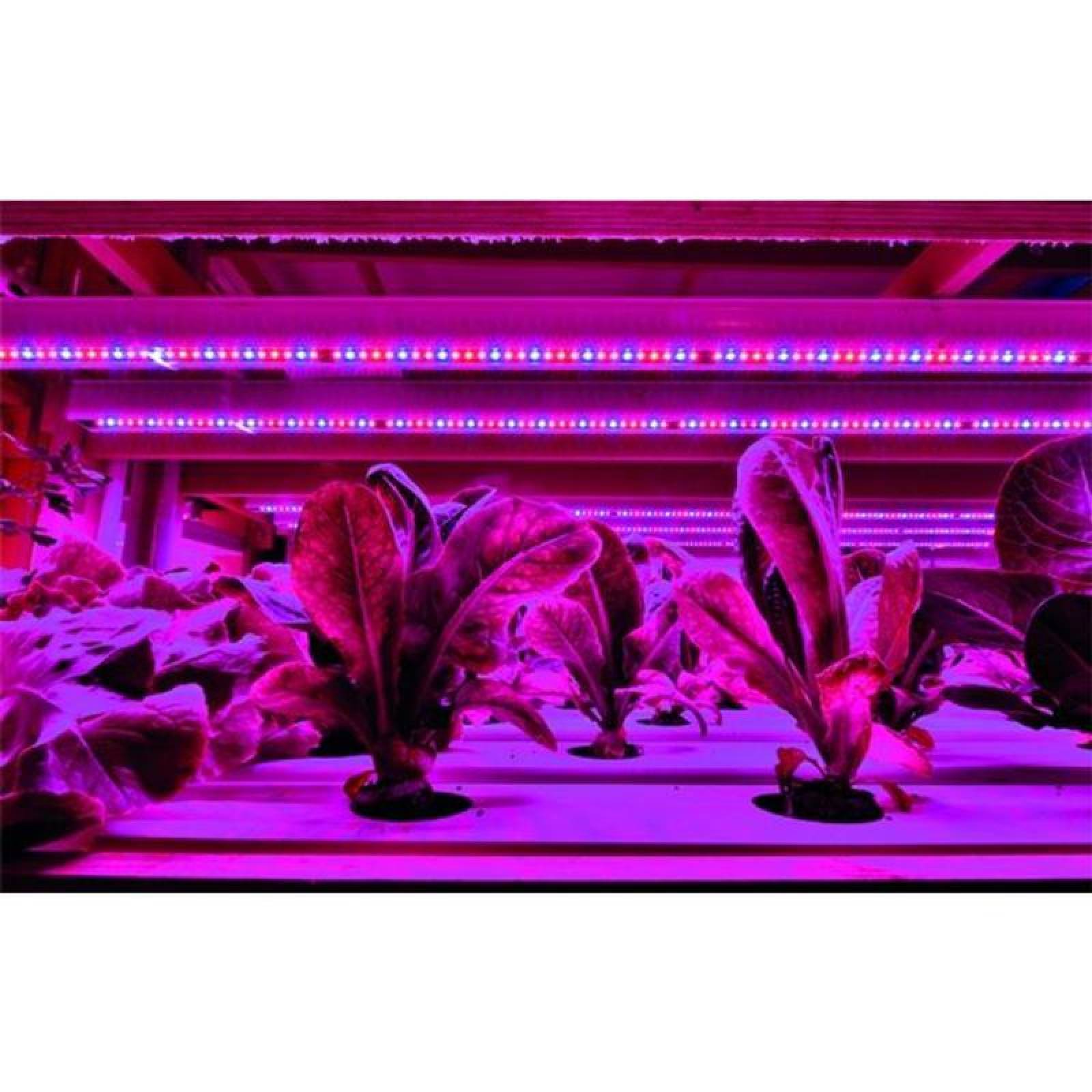 Tiras LED UV de Luz Cálida, MXGWS-002-1, 1Pza, 2m, 5V, Plástico, USB, Fotosíntesis y Crecimiento de Plantas,, GrowStrip