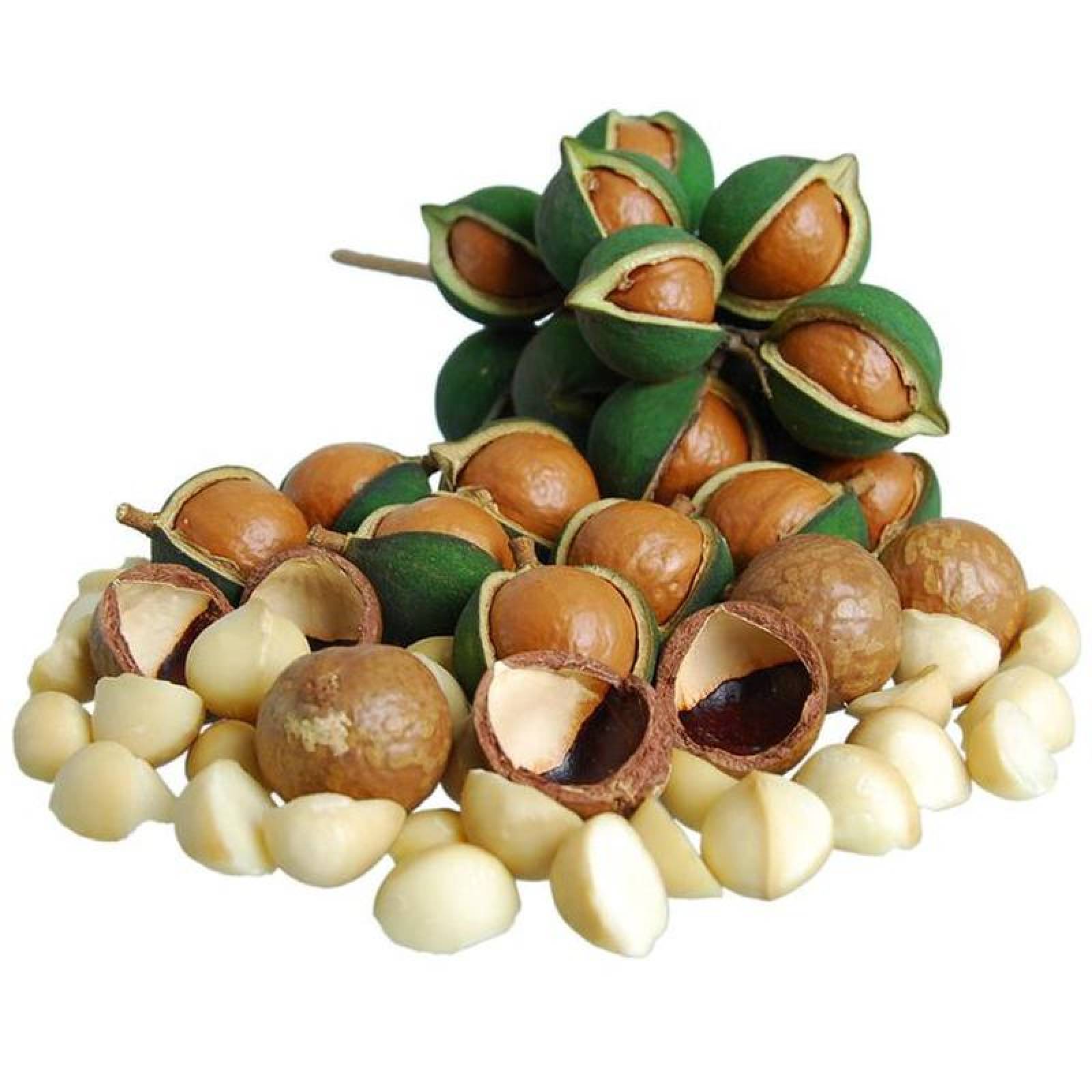 Nueces de Macadamia Orgánica MXMDG-003-1 3pzas 3x10kg Nuez de Macadamia Kernel Bolsa Sellada Macadamia Natural a Granel GreenLife