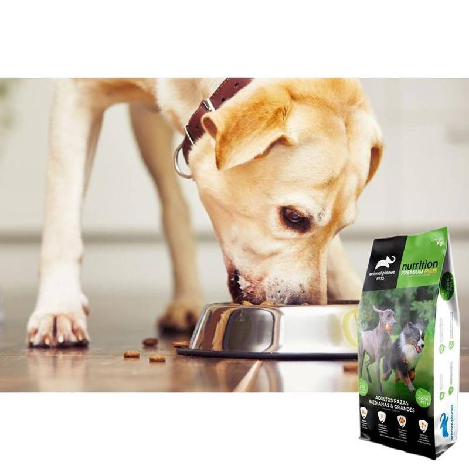 Alimento para Perros MXPRR-001-4 2 Kg Croquetas Perro Adulto Raza Mediana y Grande, Animal Planet Nutrition Adulto Razas Medianas y Grandes