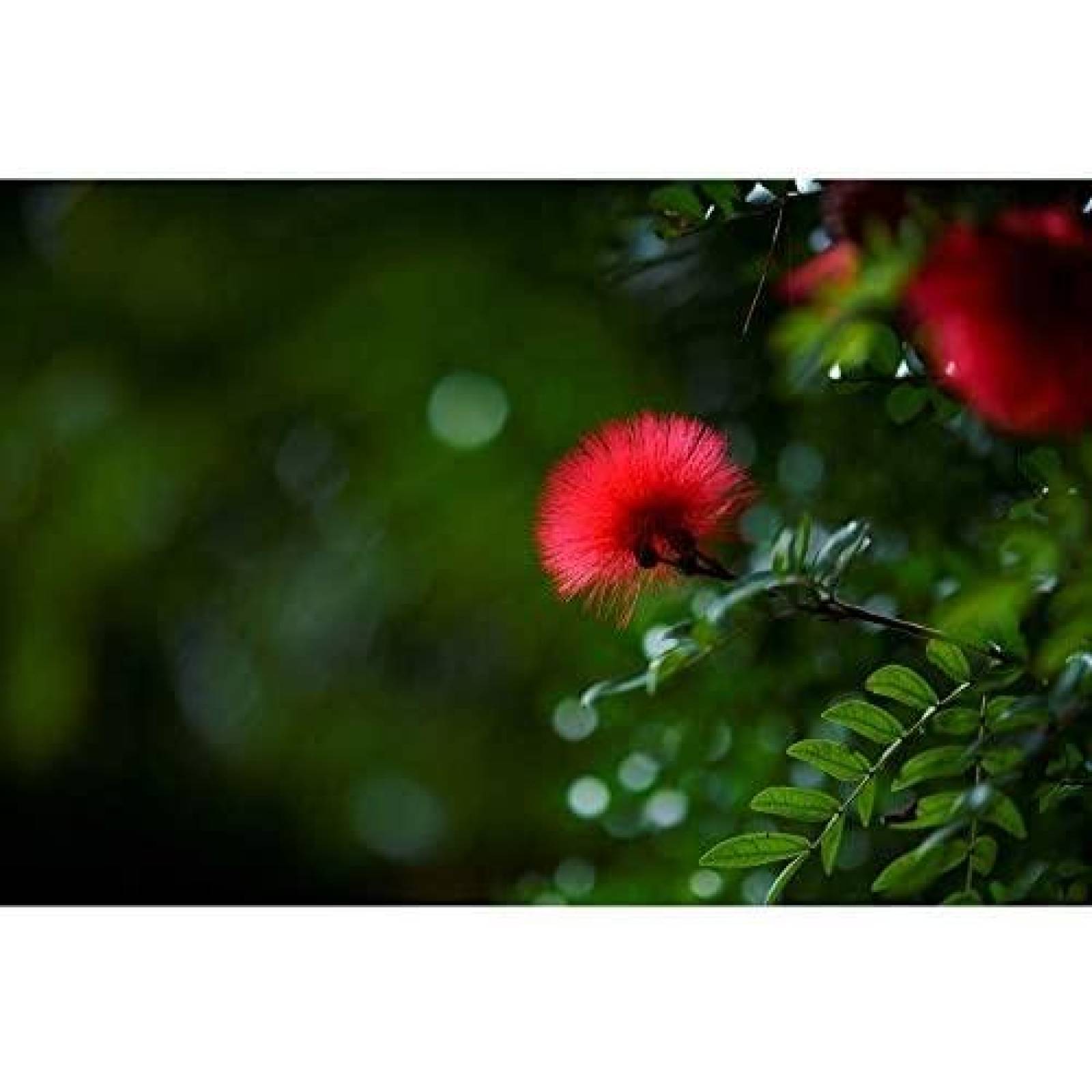 Lente TOKINA atx-m 85mm F1.8 Compatible Sony -Negro