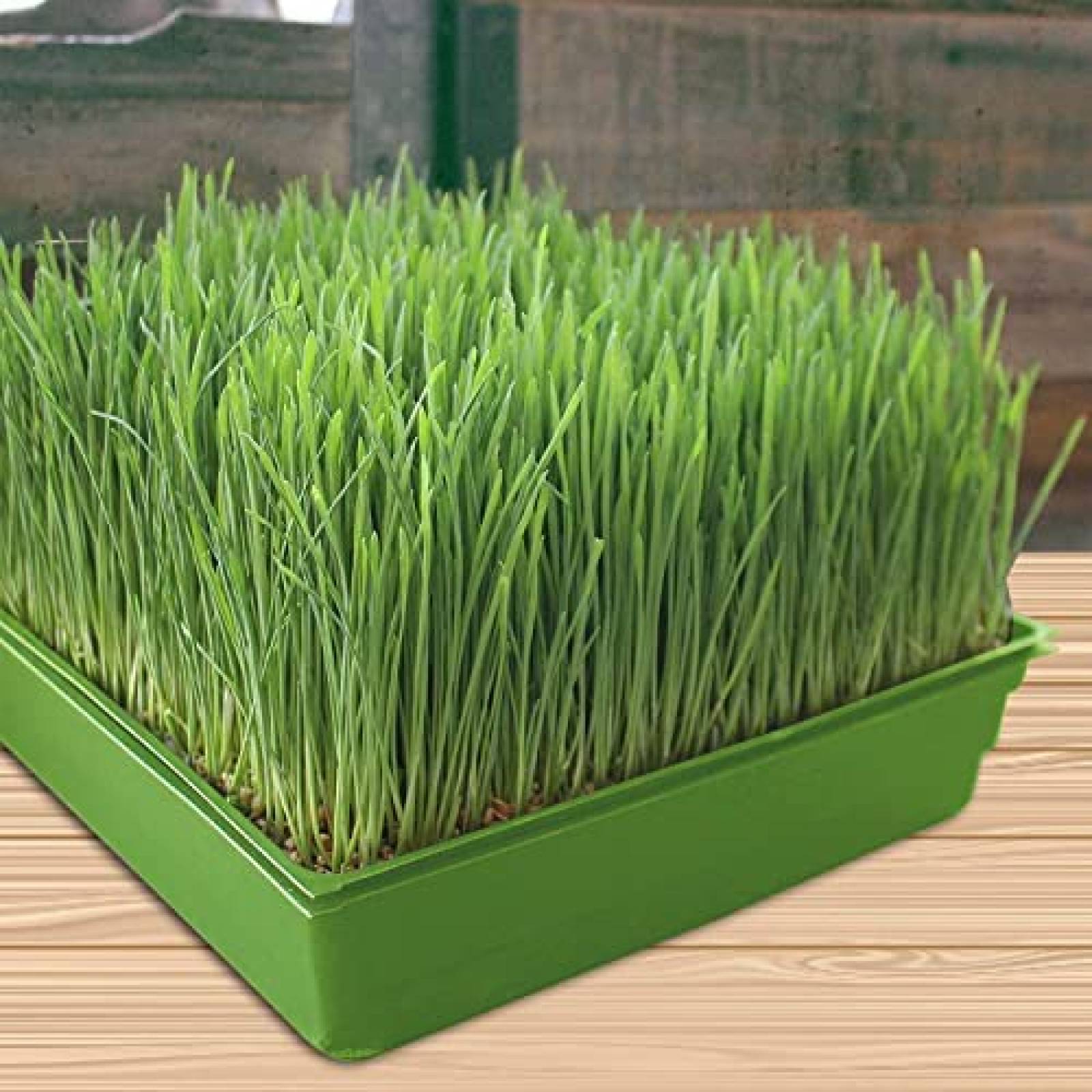 10 Pack Charola Germinador GROW-GREEN 1010 Sin Drenaje
