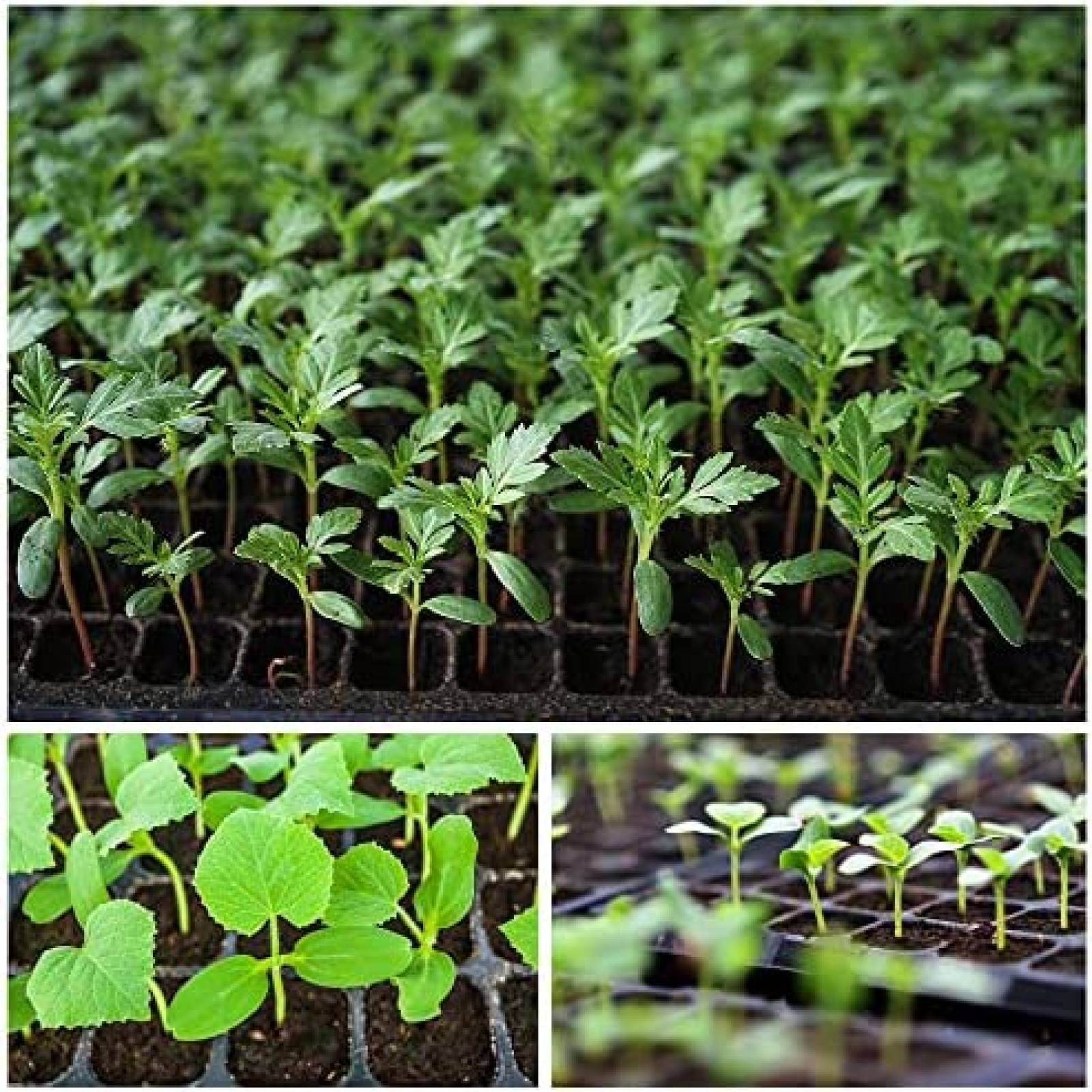 15 Pack Charola Germinador BEWAVE 1080 Semilleros Reusable