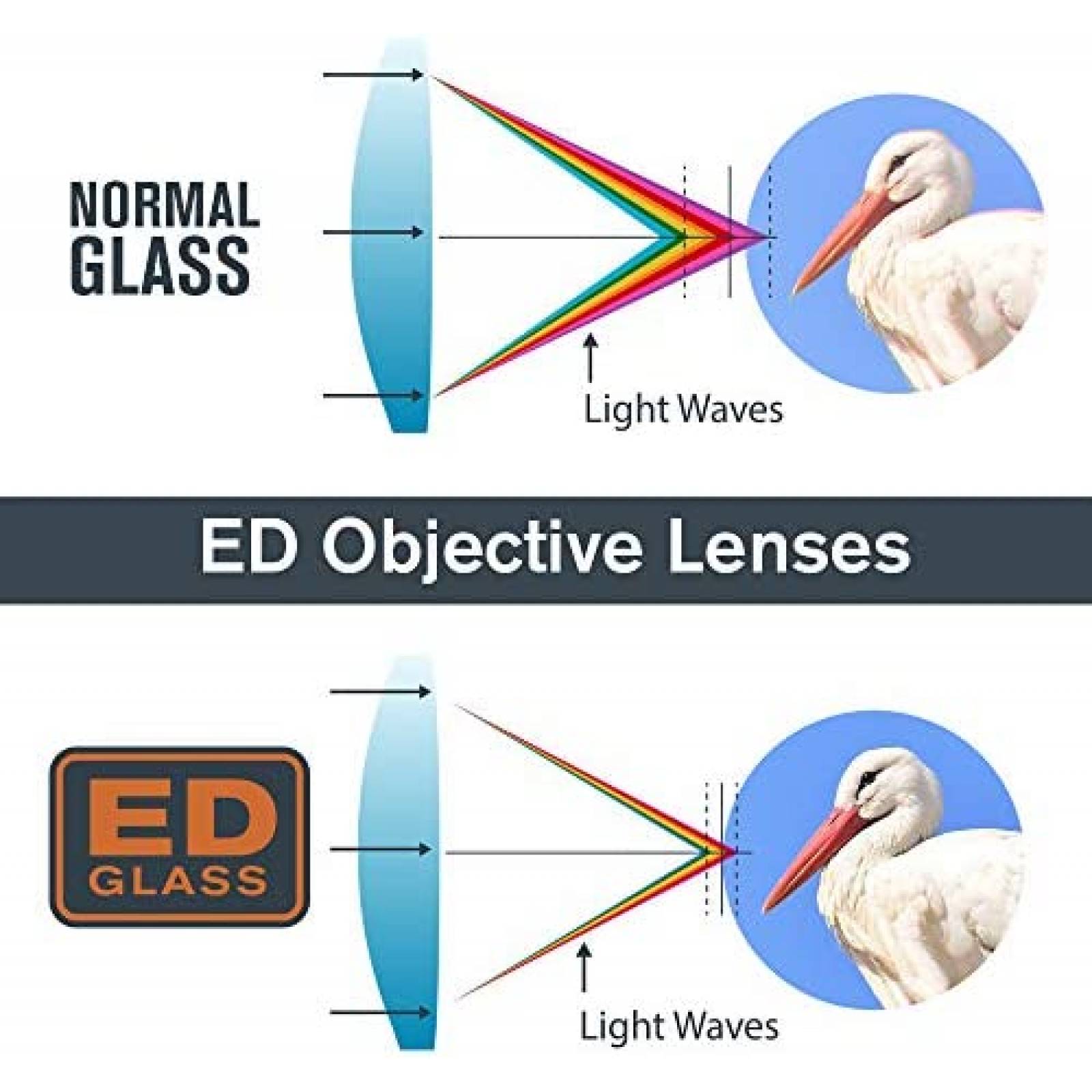 Binoculares Celestron ED 8x42 BAK4 con Accesorios -Negro