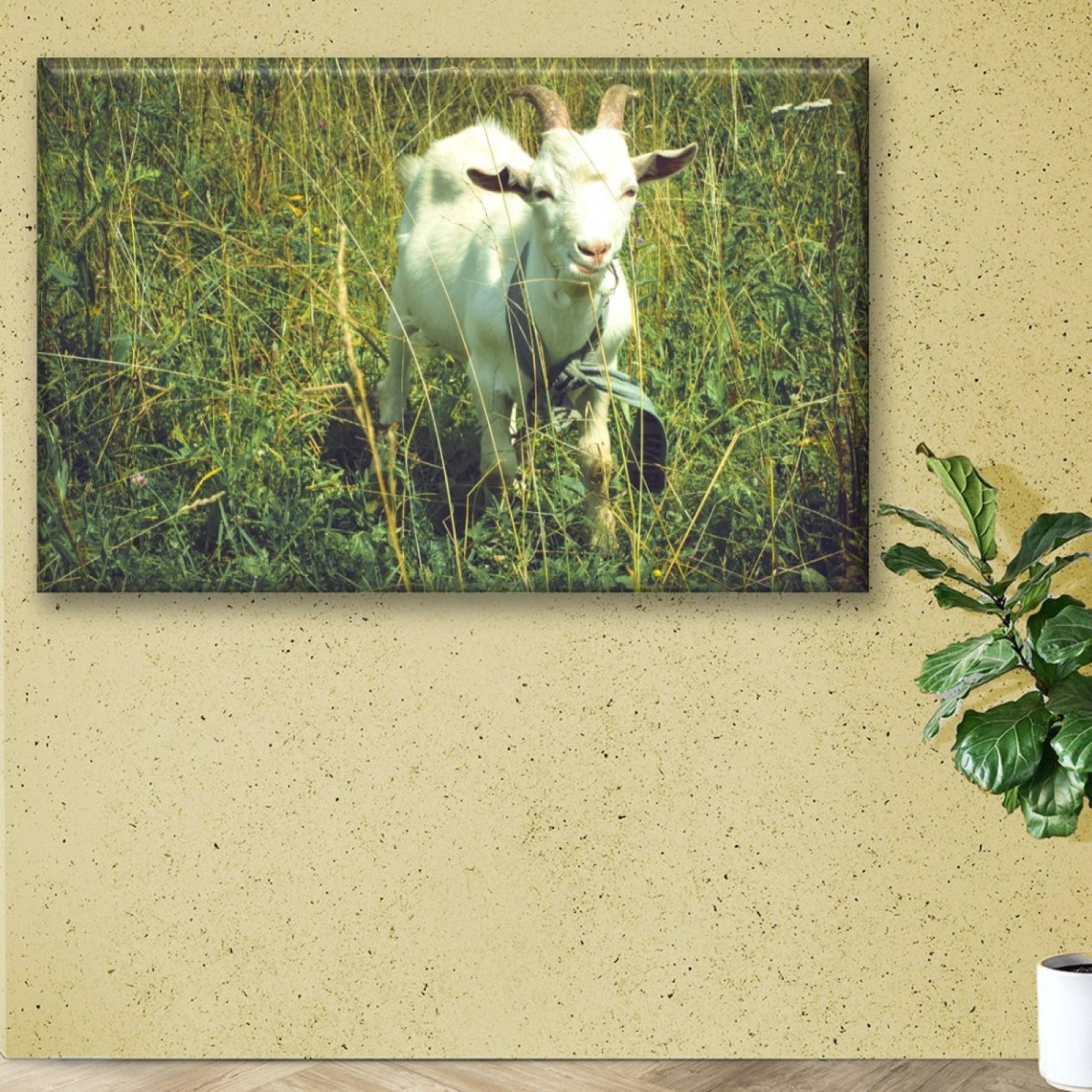 Cuadro Canva Decorativo Cabra Pastando 60X40 cm