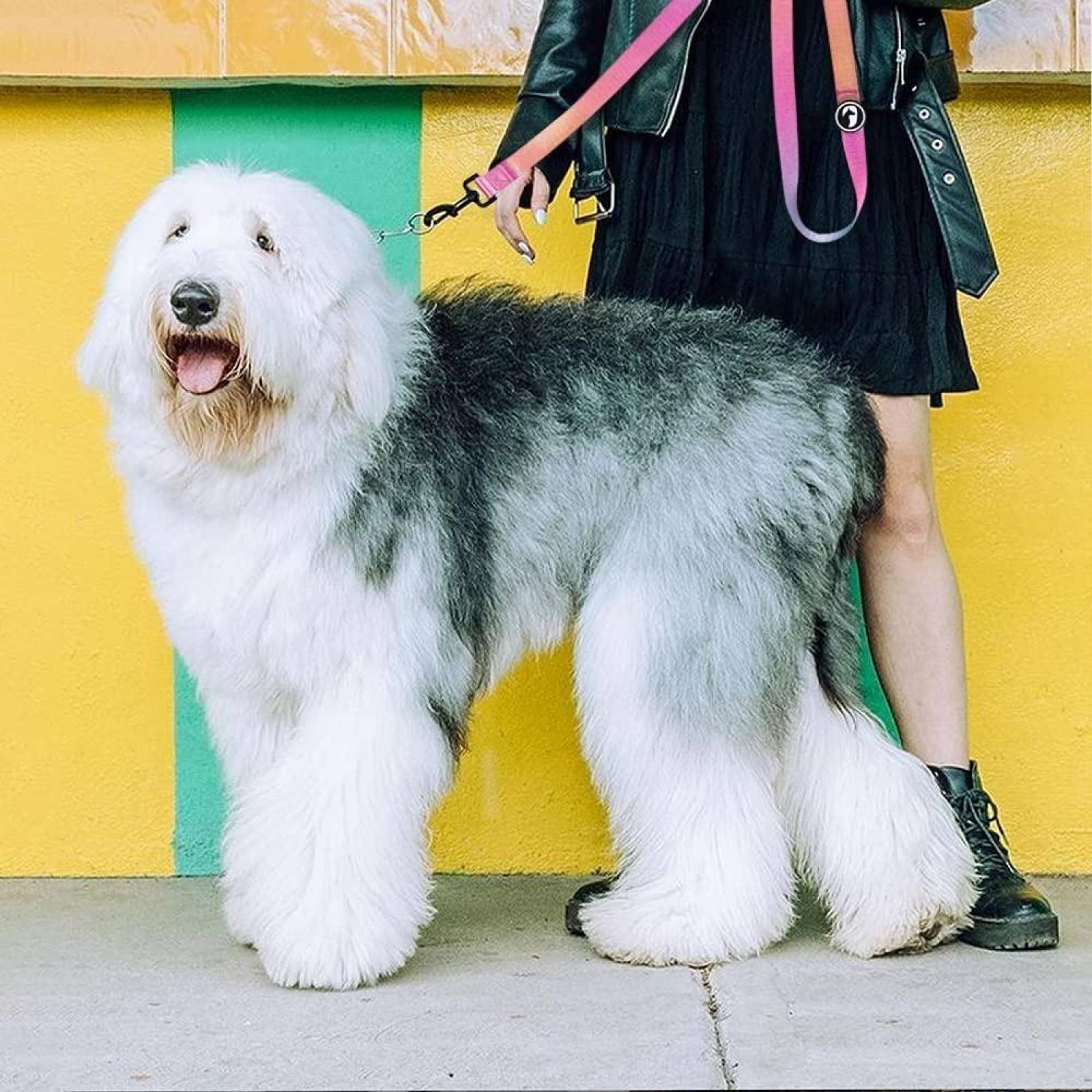 Wolfi Correa De Tela Para Perro De 1.5 Metros Coral 