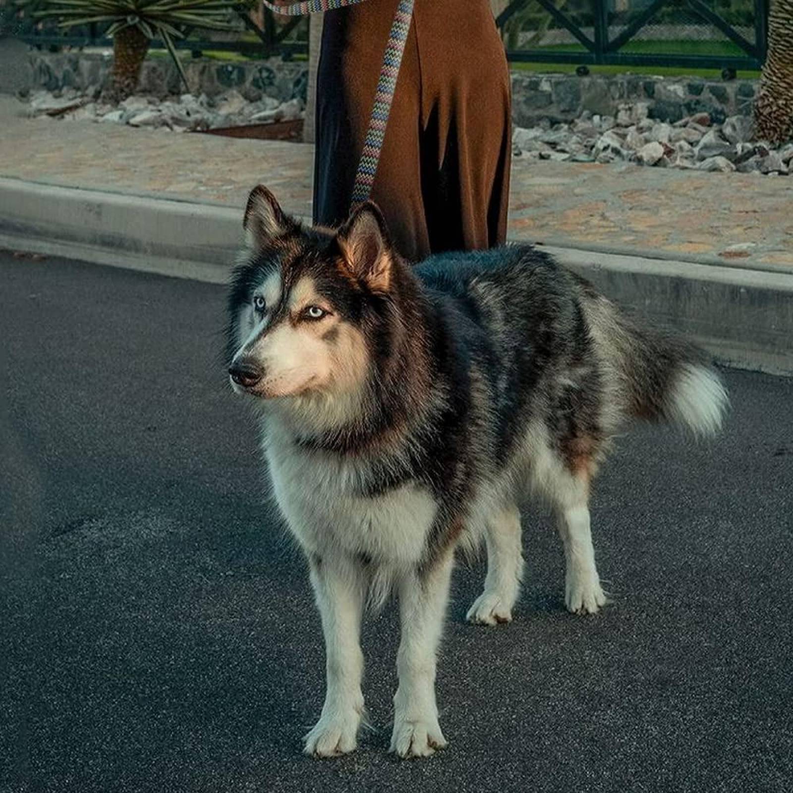 Wolfi Correa De Tela Para Perro De 1.5 Metros Coral 