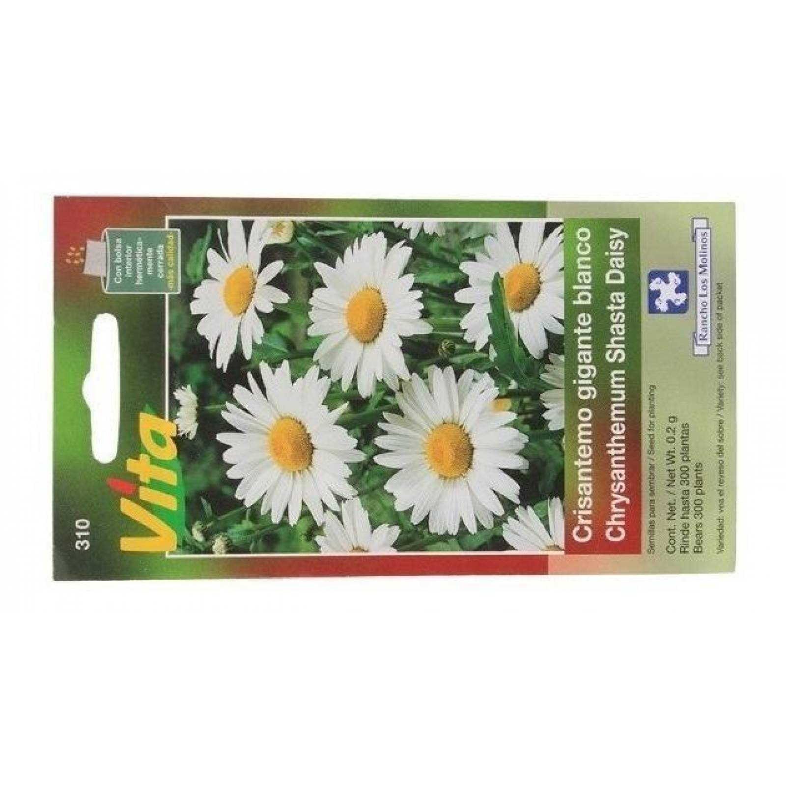 Semillas Para Sembrar Crisantemo Gigante Blanco 