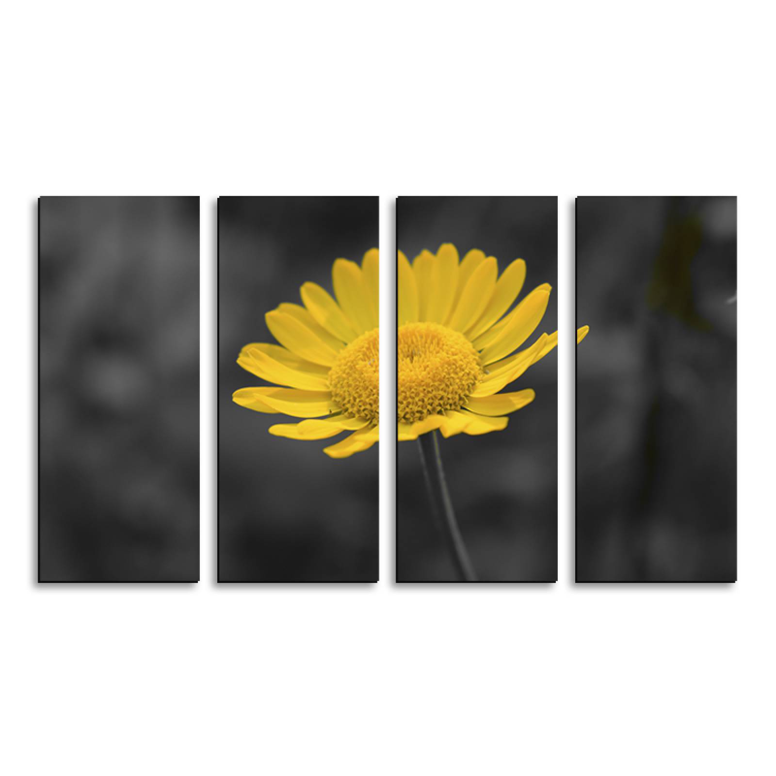 Cuadro decorativo Flor de Crisantemo Amarillo Minimalista 2 metros x 120cm Grandes Modernos 4 Piezas
