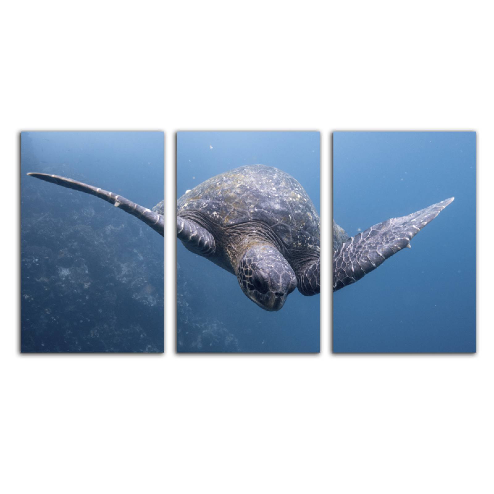 Cuadro decorativo Tortuga, Mar Azul Animales moderno decoración 168x86cm 3 piezas