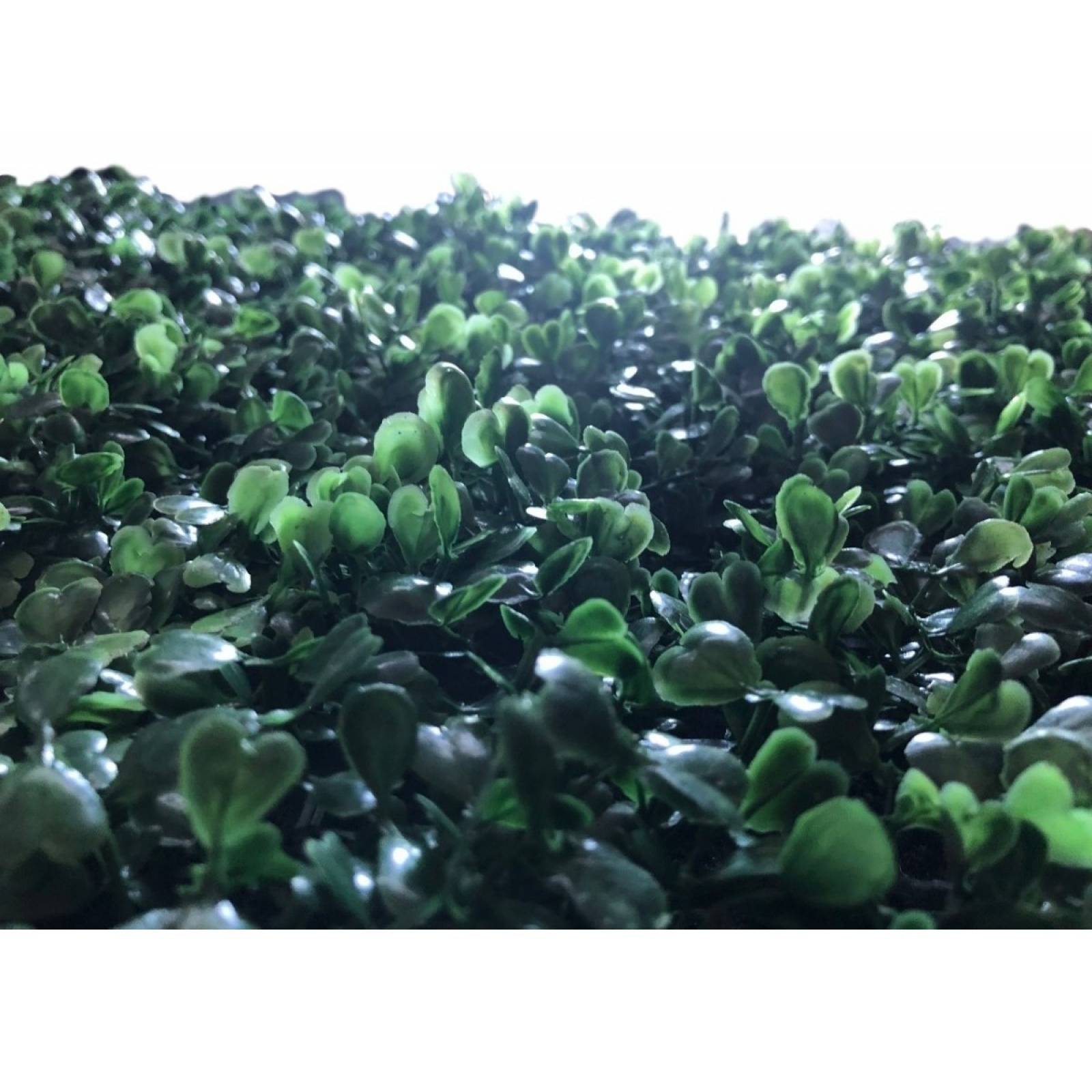 Follaje Artificial Sintetico Muro Verde 15pzas 60 X 40 Cm Arrayan Decoración De Bardas Y Paredes Cubre 36m2