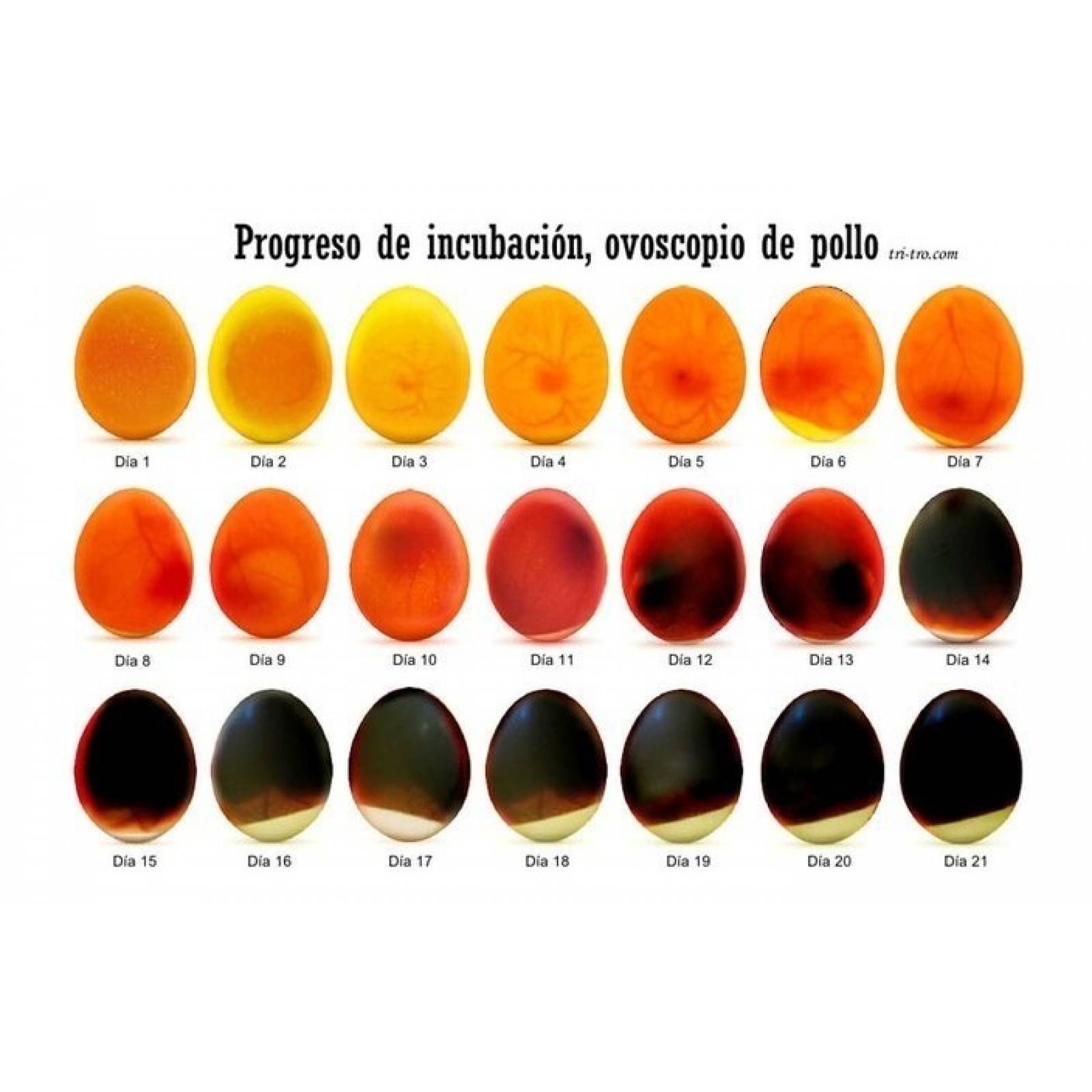 Nacedora 88 Huevos Ovoscopio Gratis Manual En Español Ultimo Modelo Distribuidor Autorizado Con Refacciones En Mexico