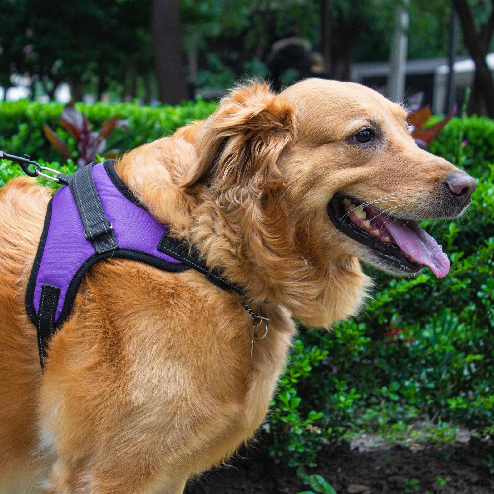 Pechera Arnés para Perro Mr. Pets, Reflectante Ajustable 