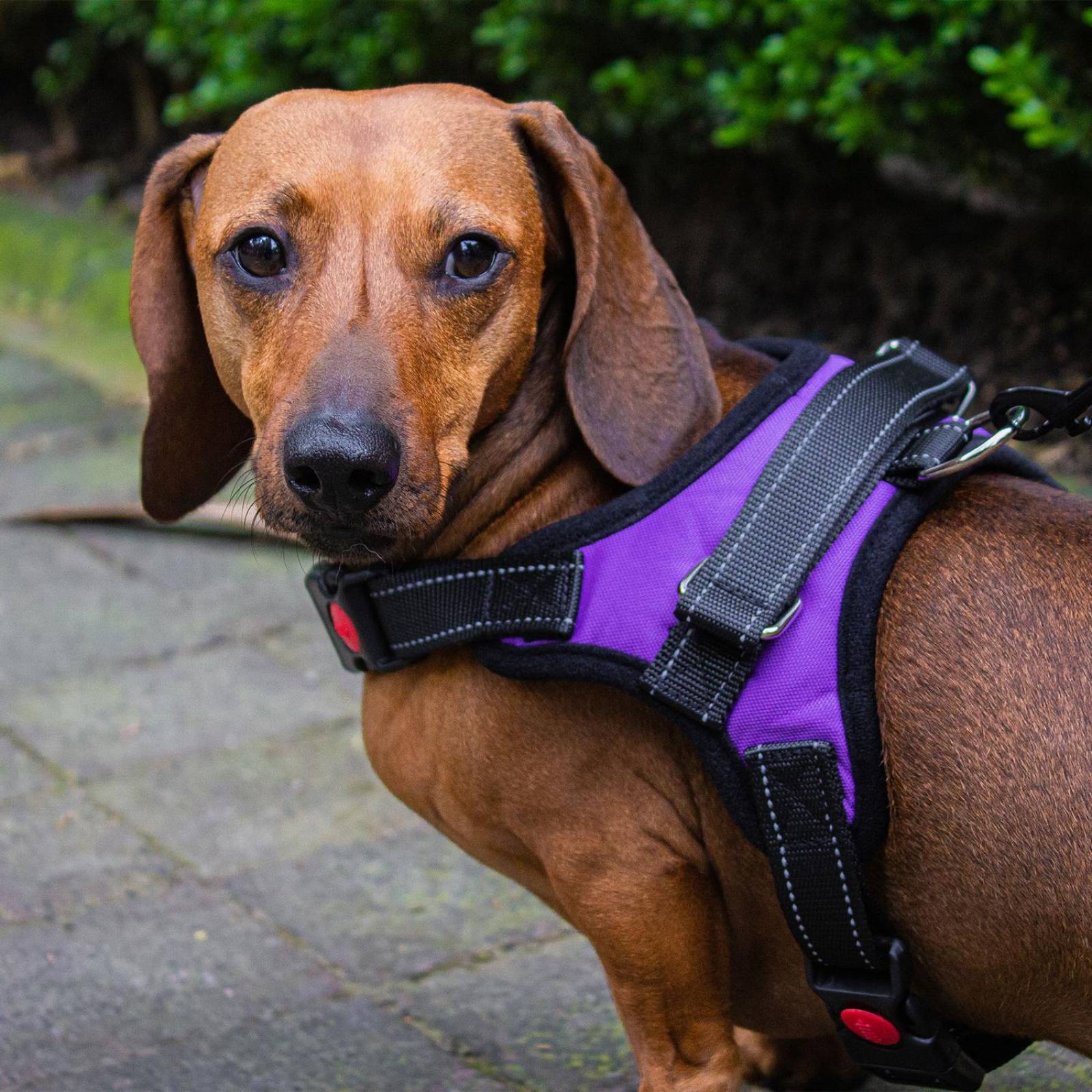 Pechera Arnés para Perro Mr. Pets, Reflectante Ajustable 