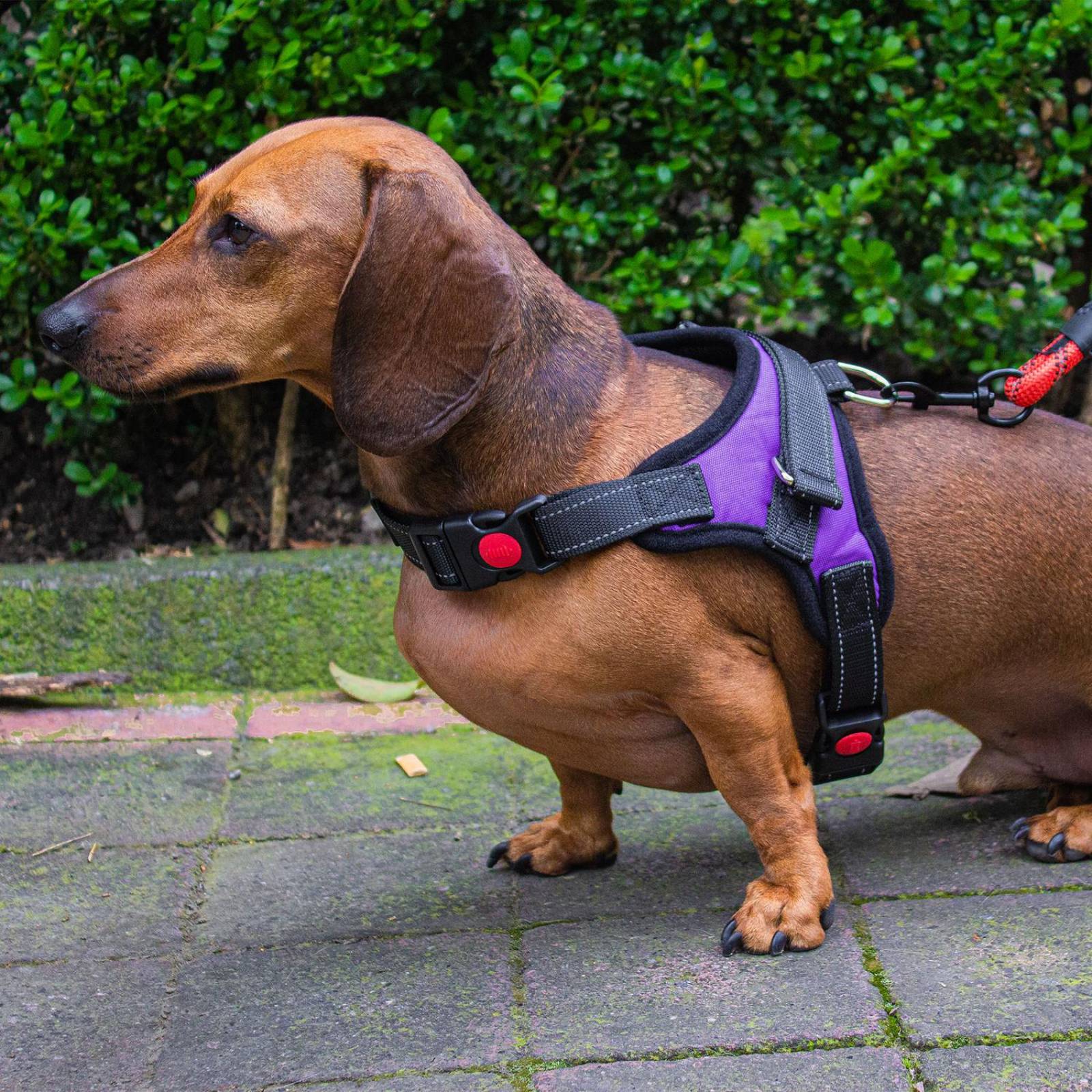 Pechera Arnés para Perro Mr. Pets, Reflectante Ajustable 