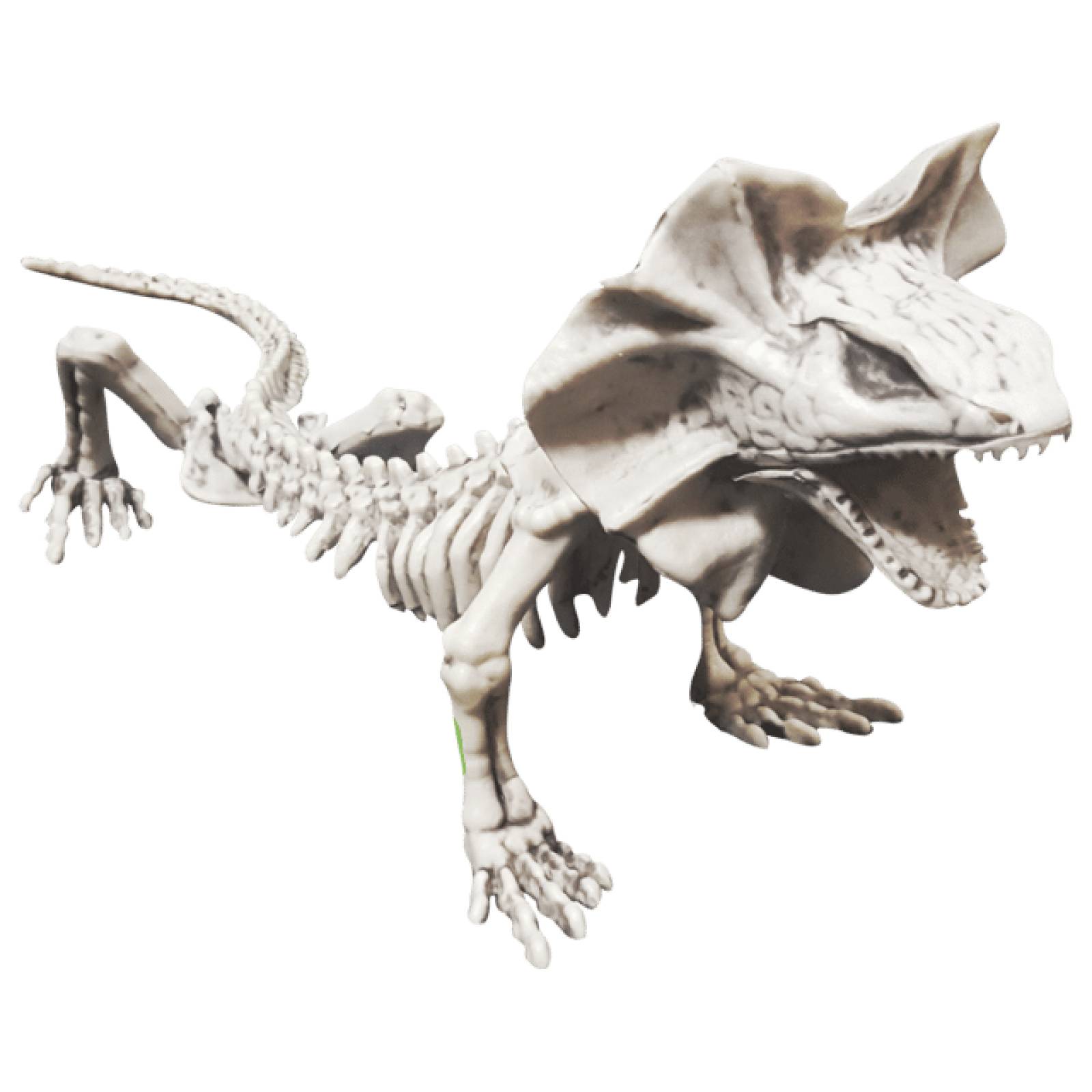 Decorativo Esqueleto de lagarto - Lizard skeleton