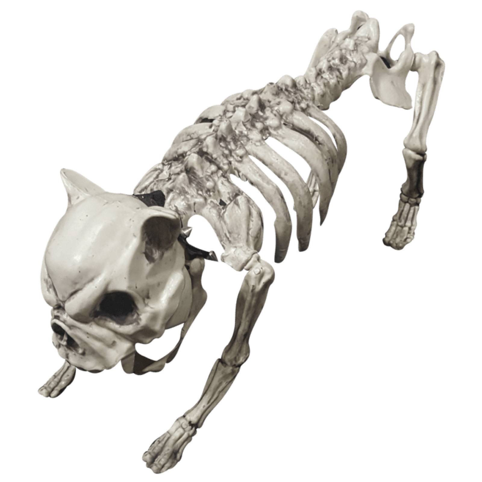 Decorativo Esqueleto de perro - Dog skeleton