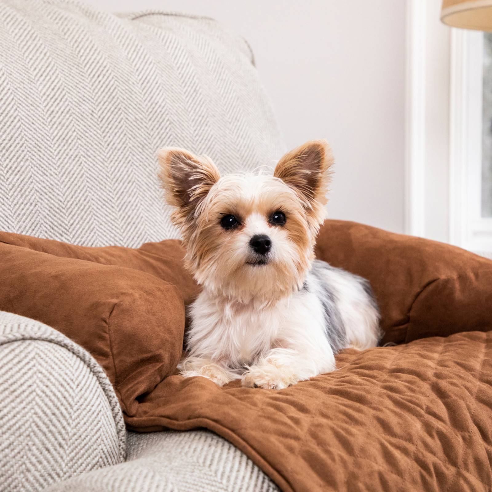 Protector de Sillon Con Almohada Para Perro   Mediano