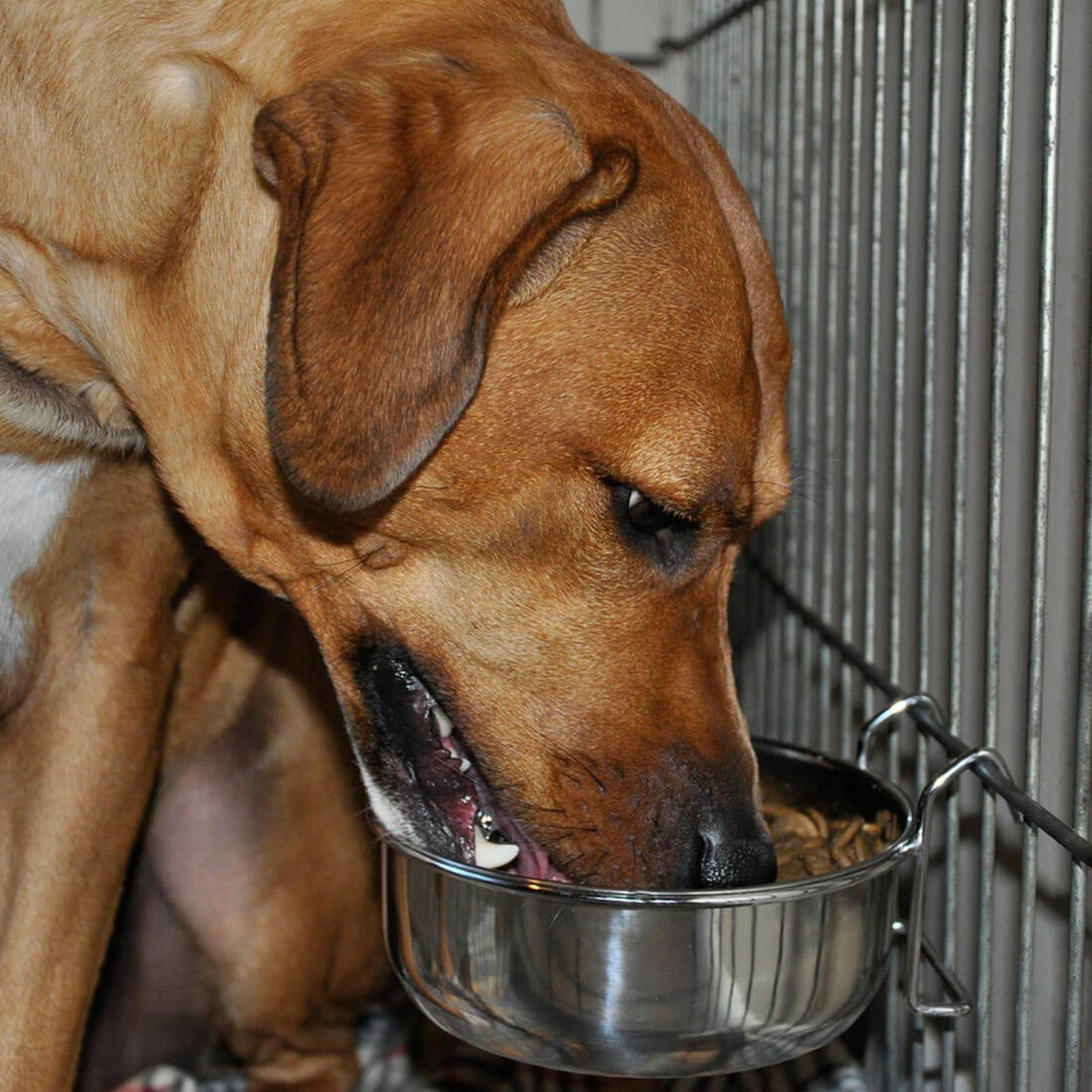 Plato De Acero Inox Para Jaulas O Kennels 1 cup / 8 Oz.