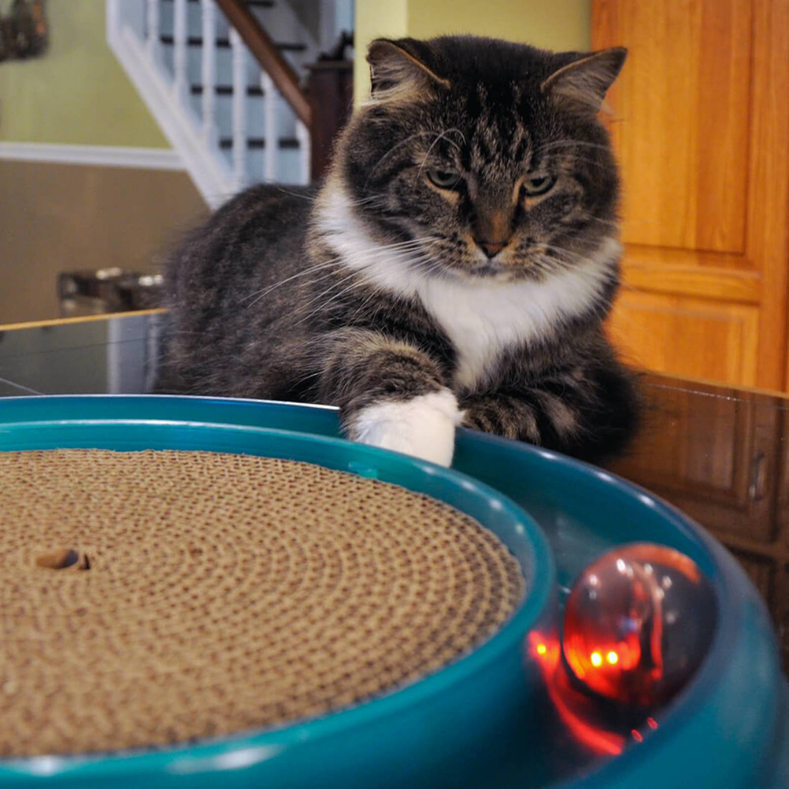 Juguete Para Gatos - Pelota Luminosa Twinkle Ball