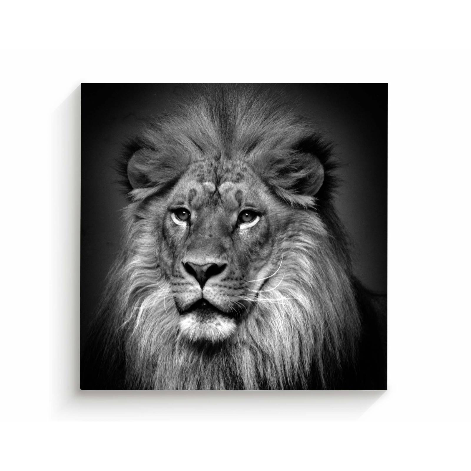 Cuadro Decorativo Canvas León Blanco y negro 100x100