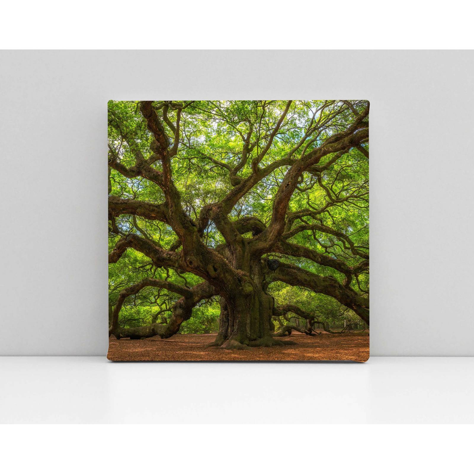 Cuadro Decorativo Canvas Arbol Roble del Ángel 50x50