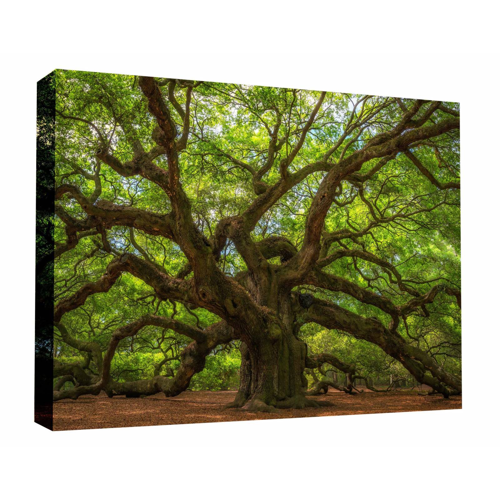 Cuadro Decorativo Canvas Arbol Roble del Ángel 135x90
