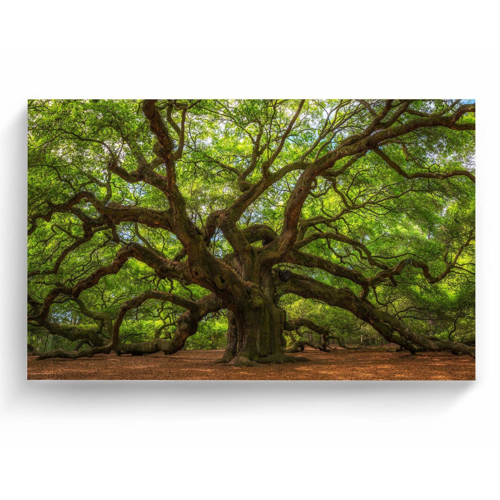 Cuadro Decorativo Canvas Arbol Roble del Ángel 135x90