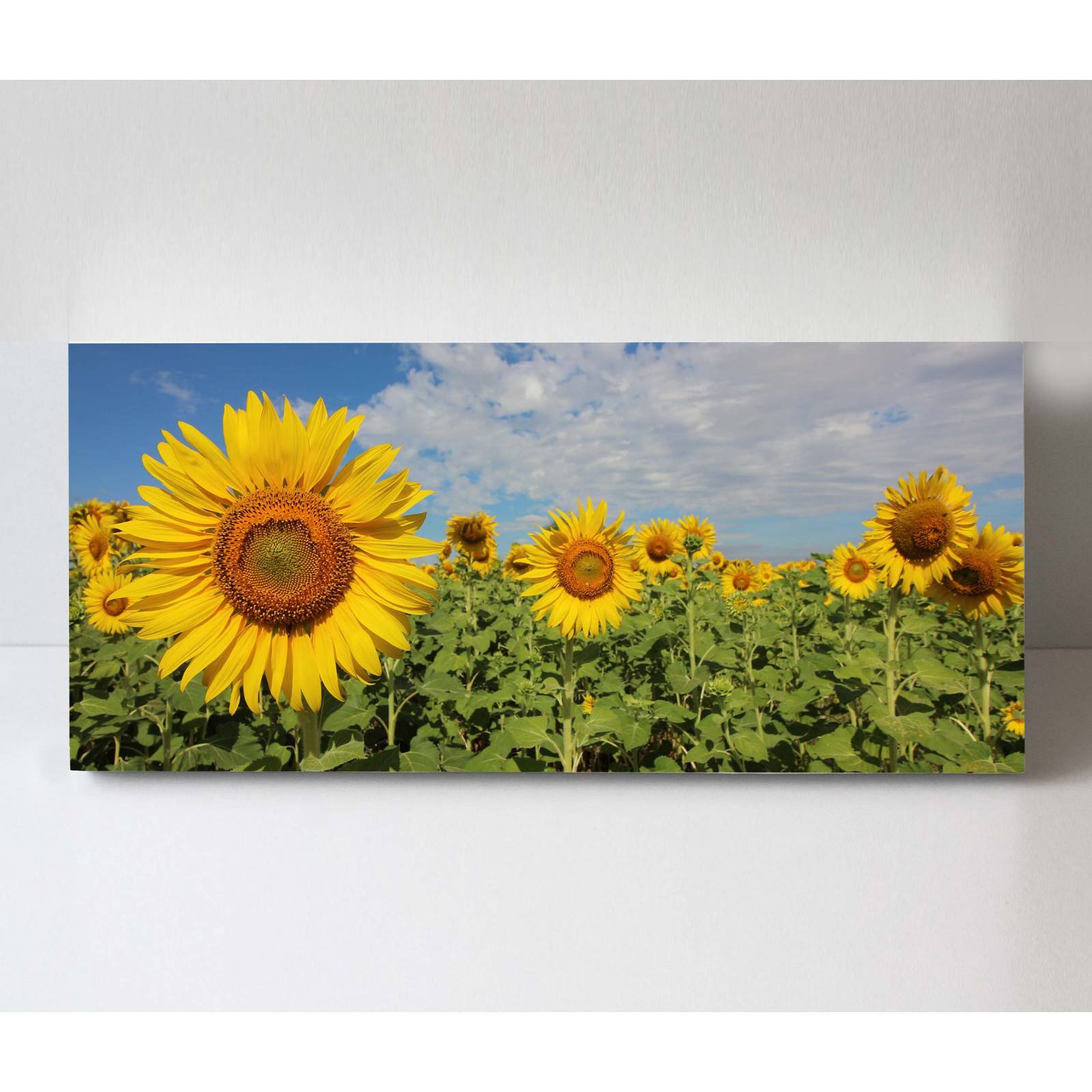 Cuadro Decorativo Canvas Bonito Paisaje Girasoles
 80x40