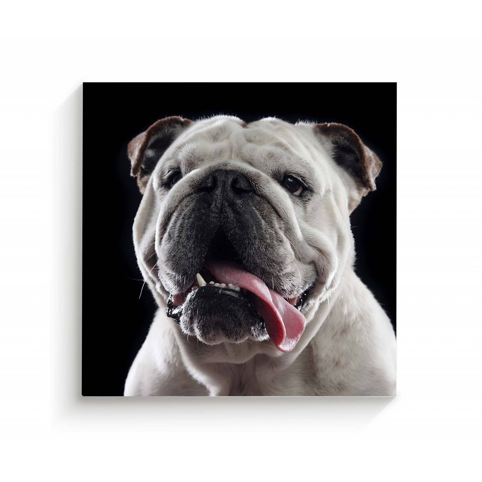 Cuadro Decorativo Canvas Retrato Bulldog inglés 100x100