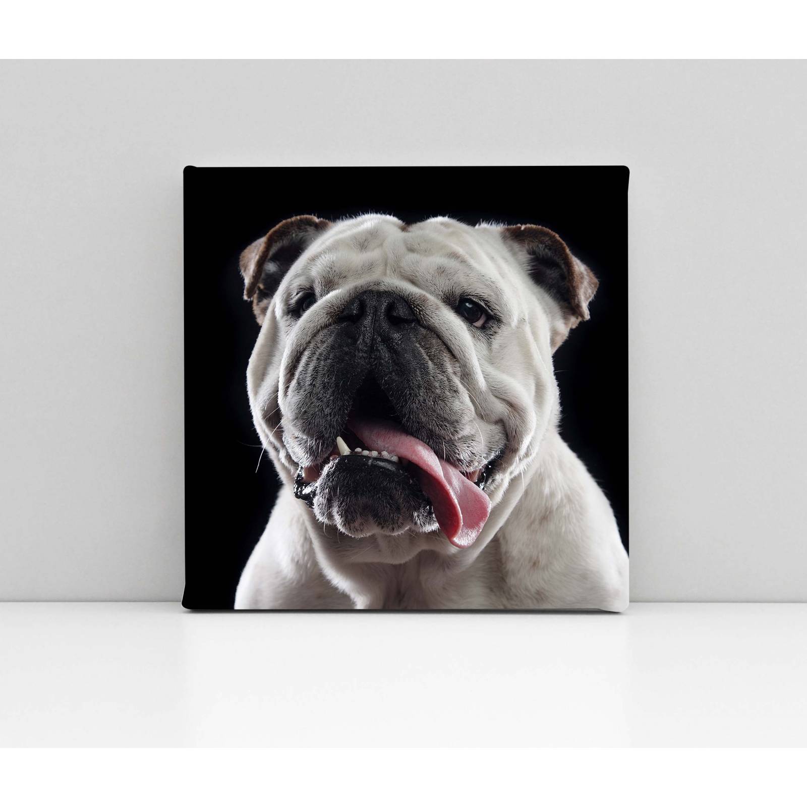 Cuadro Decorativo Canvas Retrato Bulldog inglés 100x100