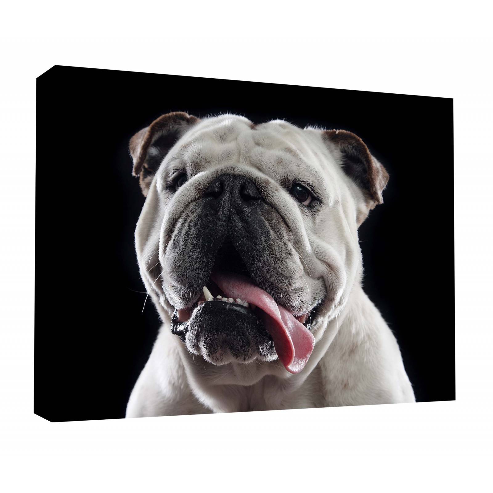 Cuadro Decorativo Canvas Retrato Bulldog inglés 180x120