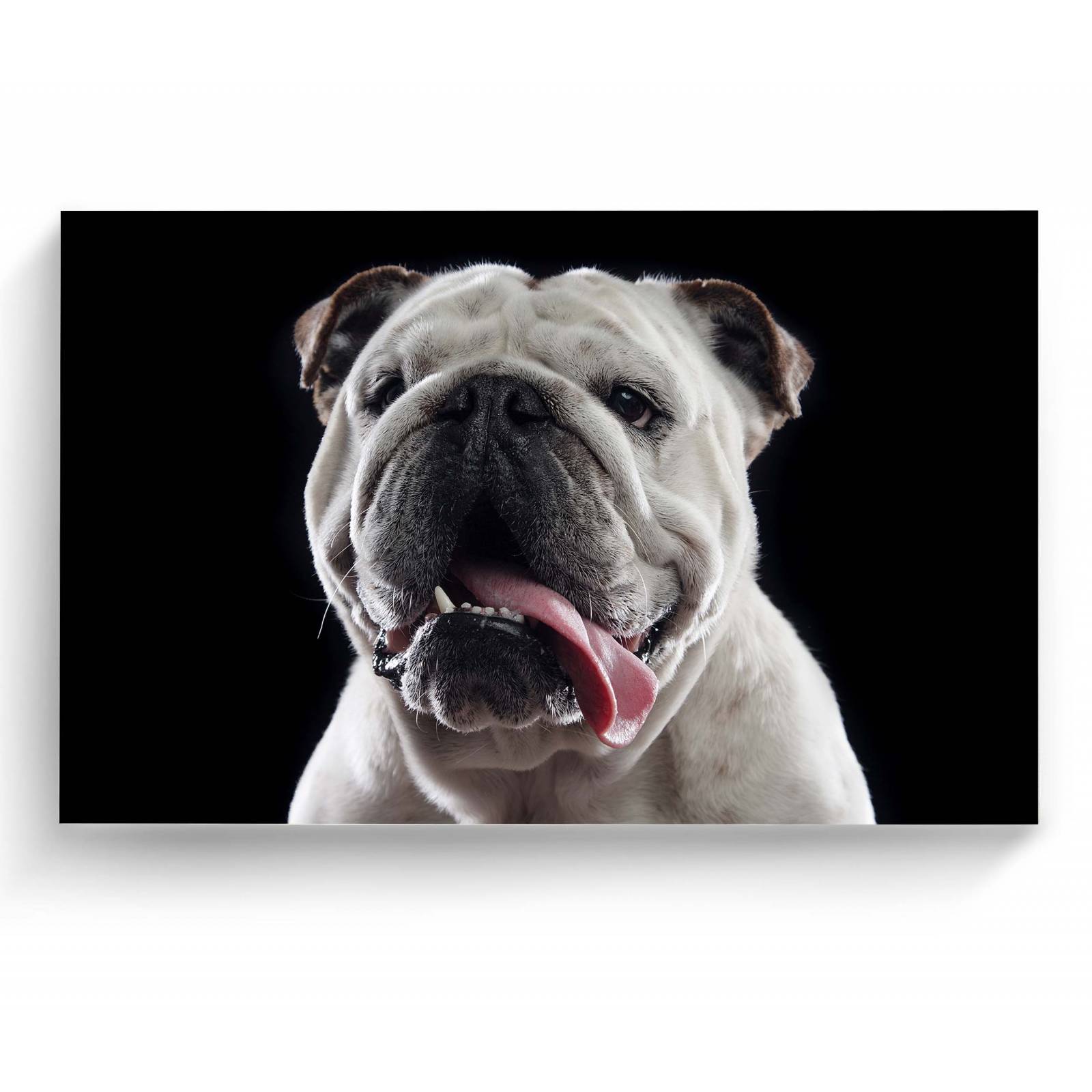 Cuadro Decorativo Canvas Retrato Bulldog inglés 180x120