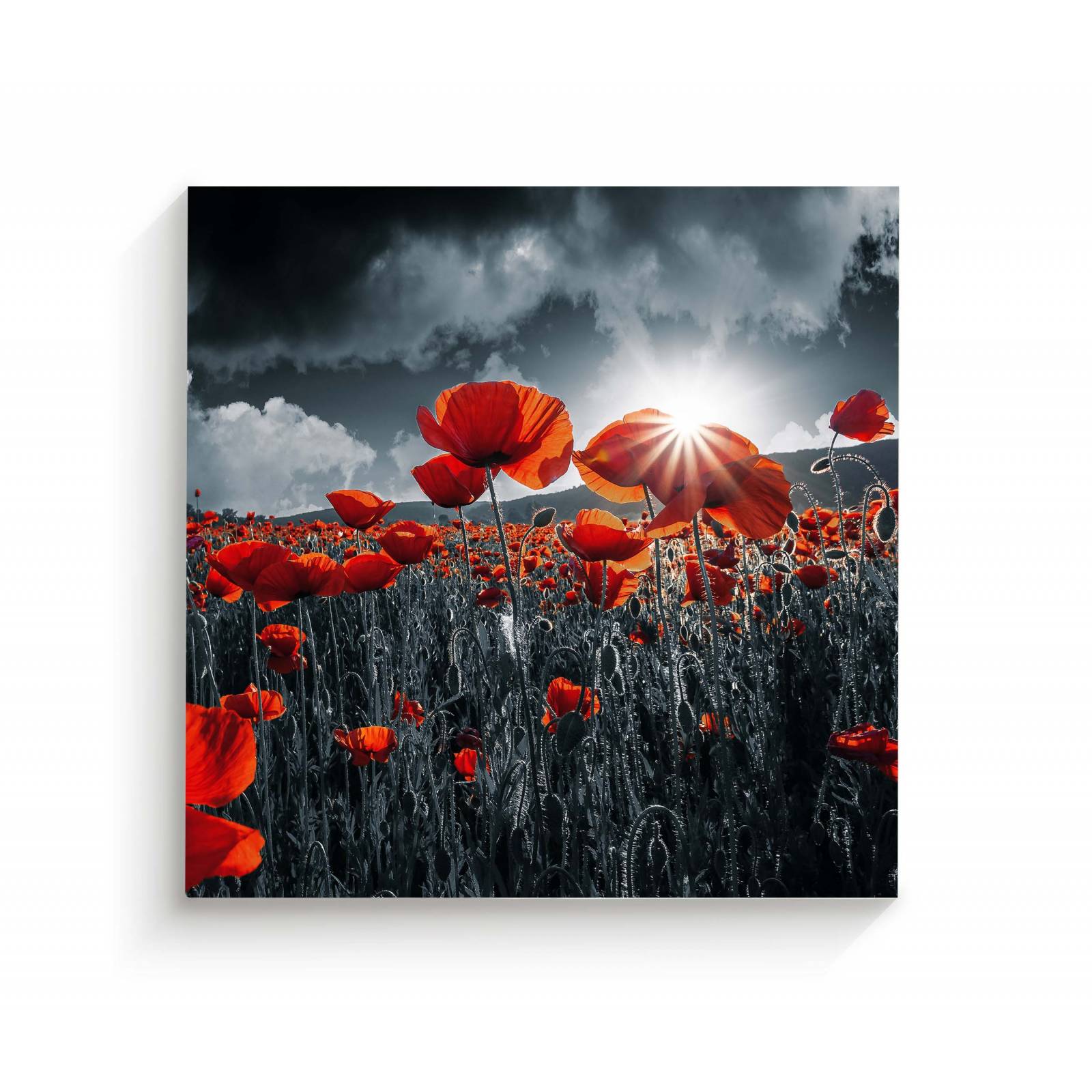 Cuadro Decorativo Canvas Amapolas Rojas 30x30