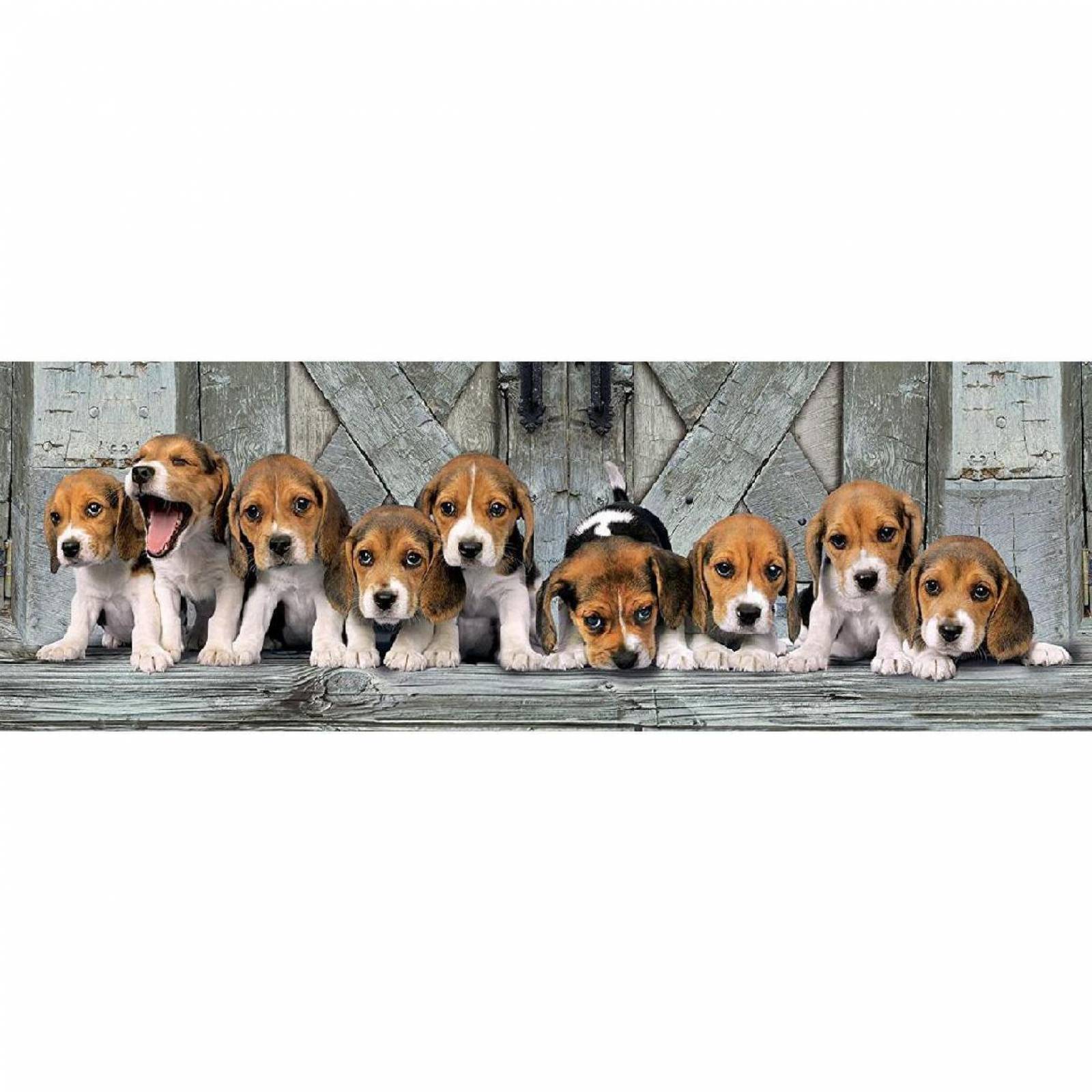 Cachorros Beagles Panomico, Rompecabezas 1000 Piezas 