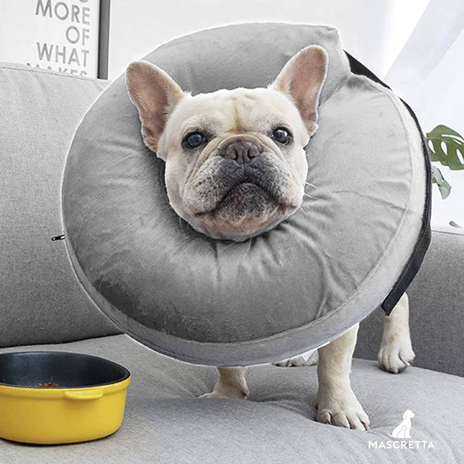 Mascretta Collar Isabelino para Perro o Gato Dona Isabelina Mascotas