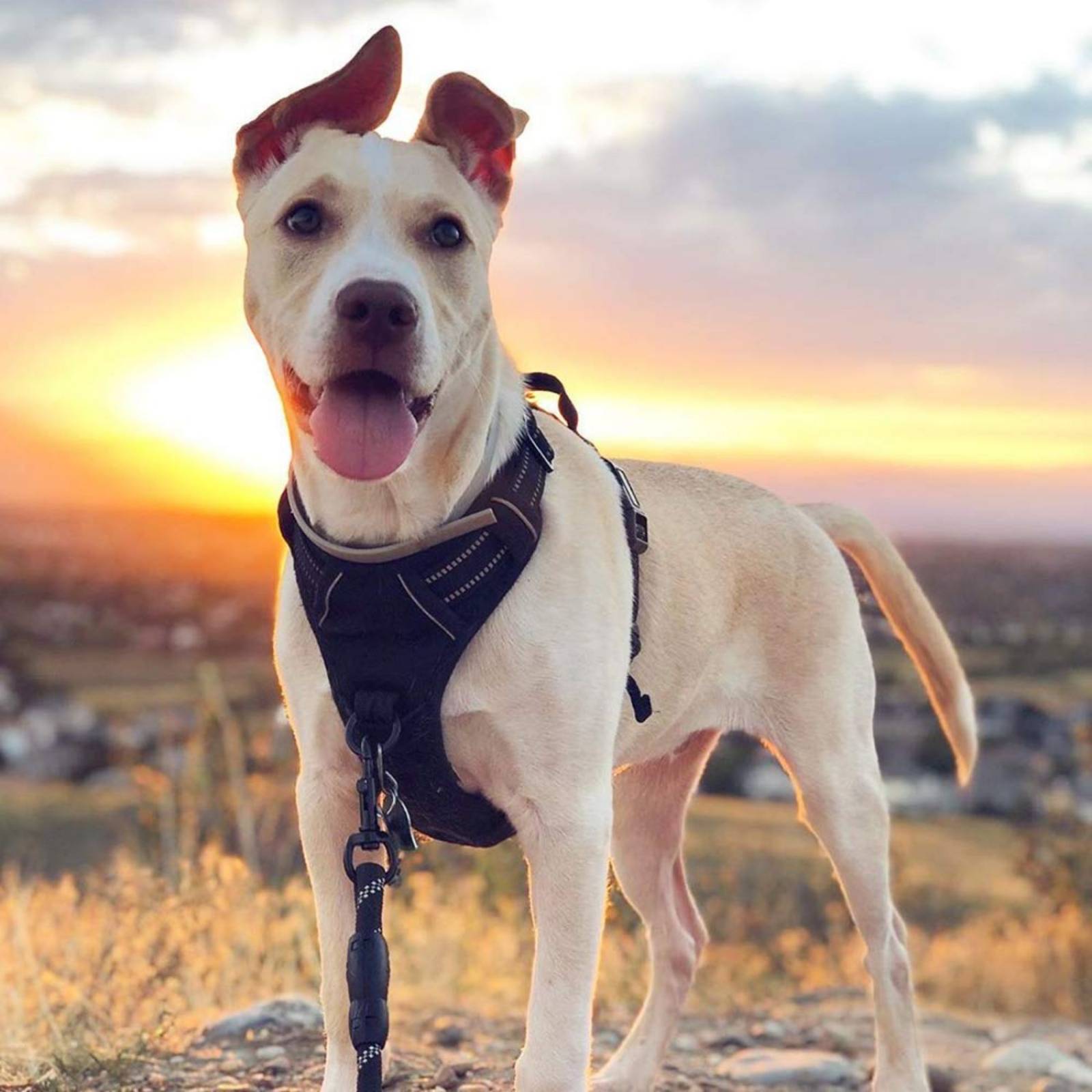 Pechera Antitirones para Perro Arnes para Perro Mediana