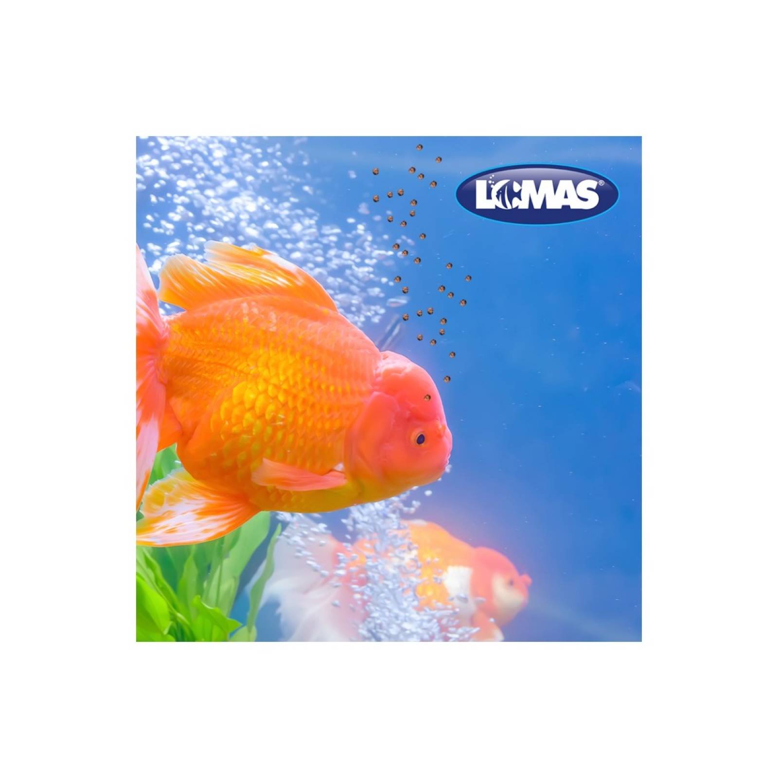 Acuario lomas alimento premium betta en bote 8 gr