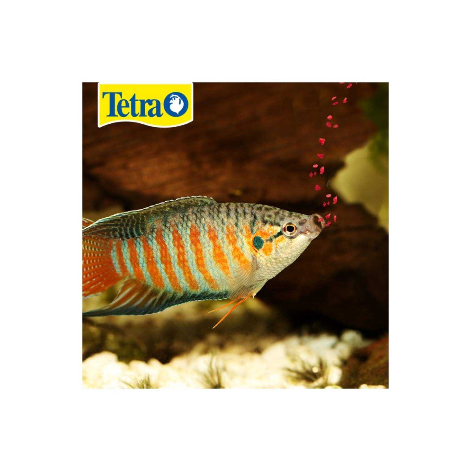 Tetra tetracolor tropical granulos 300 gr