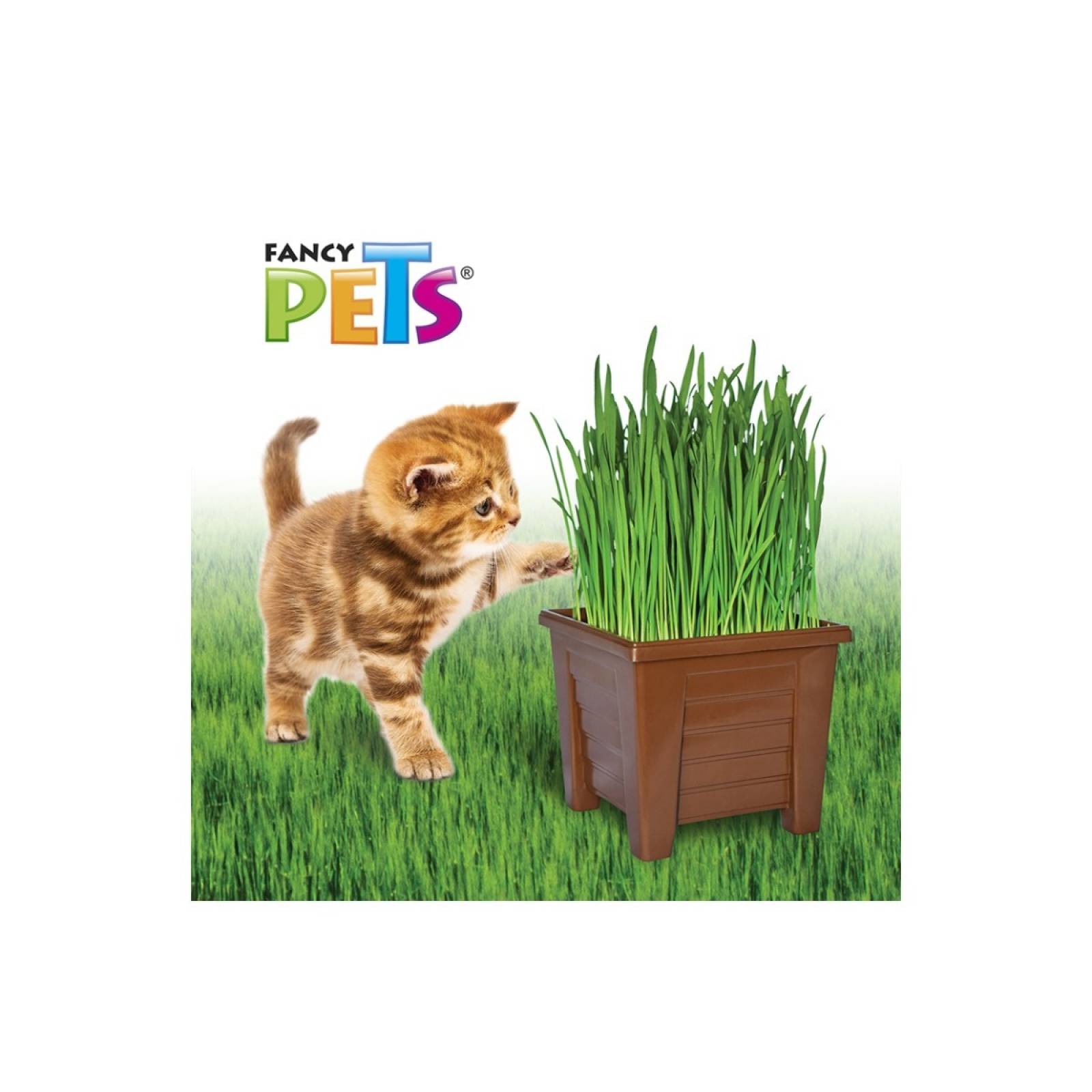 Pasto para gatos fancy pets