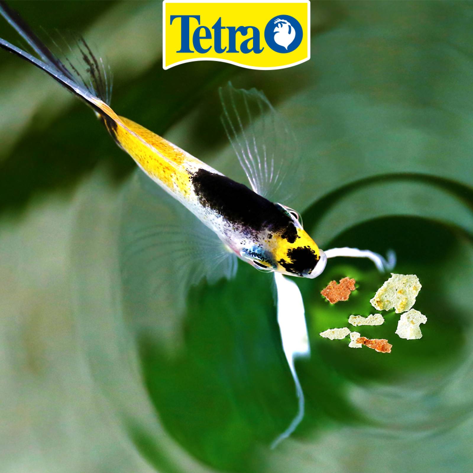 Alimento Tetracolor Tropical Flakes 200G neon gurami guppy 