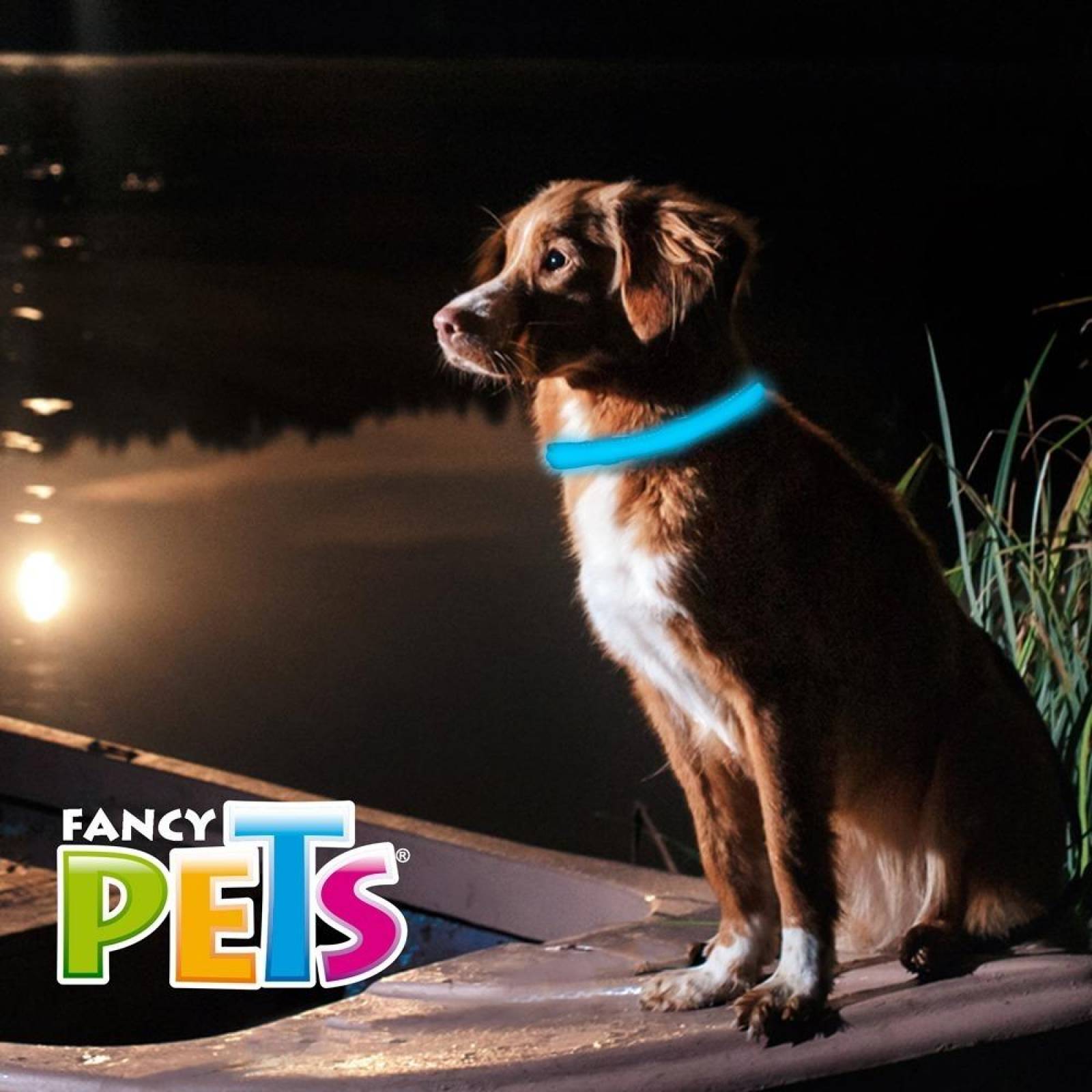 Collar Perro Led Con Reflejante Chico Bateria Reemplazable 