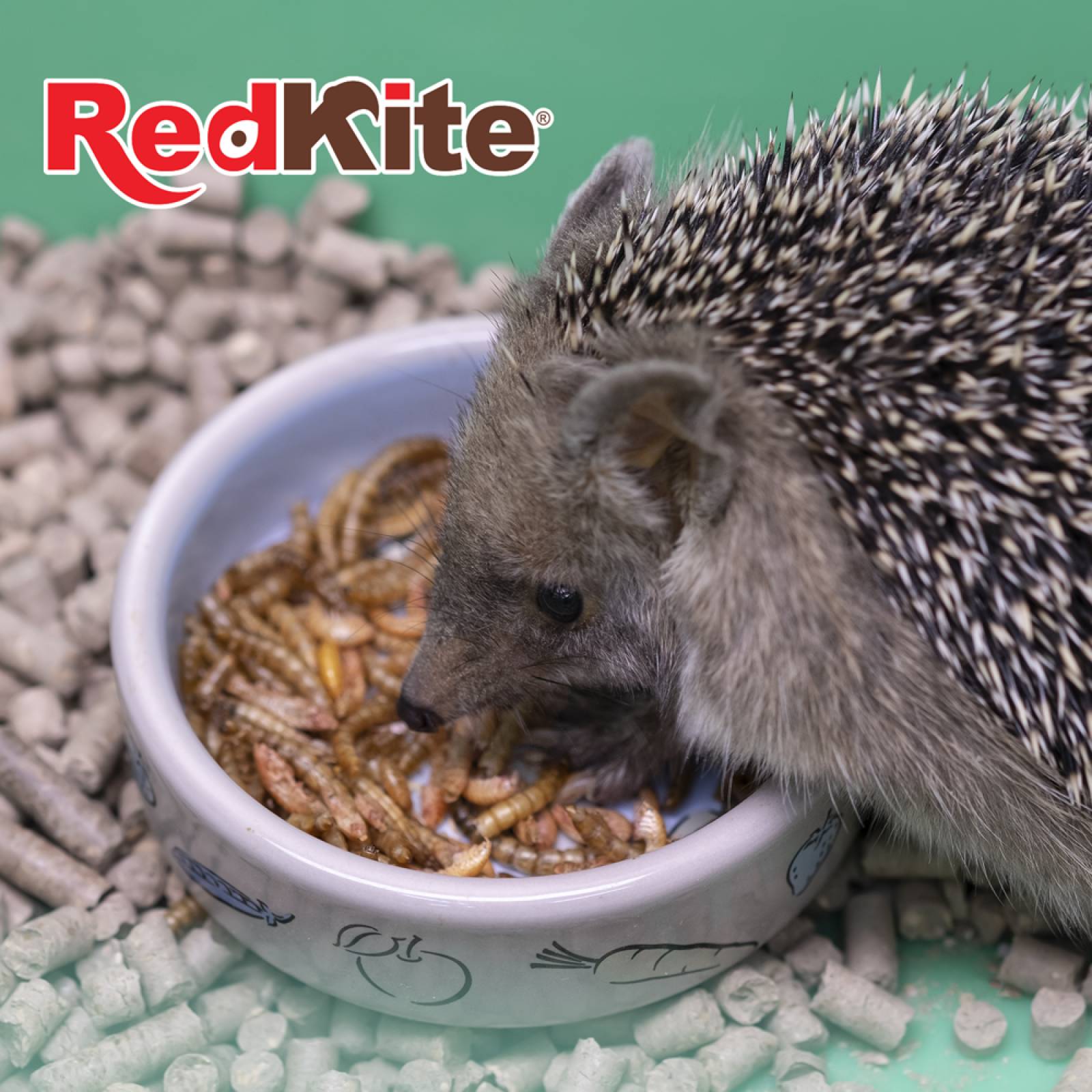 Redkite larva de mosca soldado para huron erizo mapache 30g 