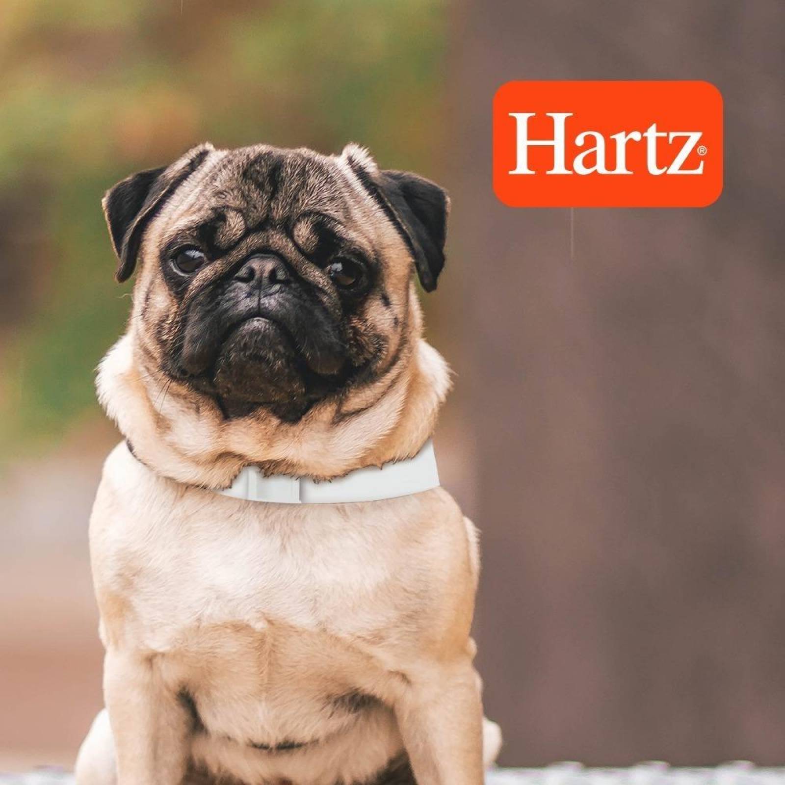 Collar Antipulgas Para Perro Elimina Pulgas Y Garrapatas 